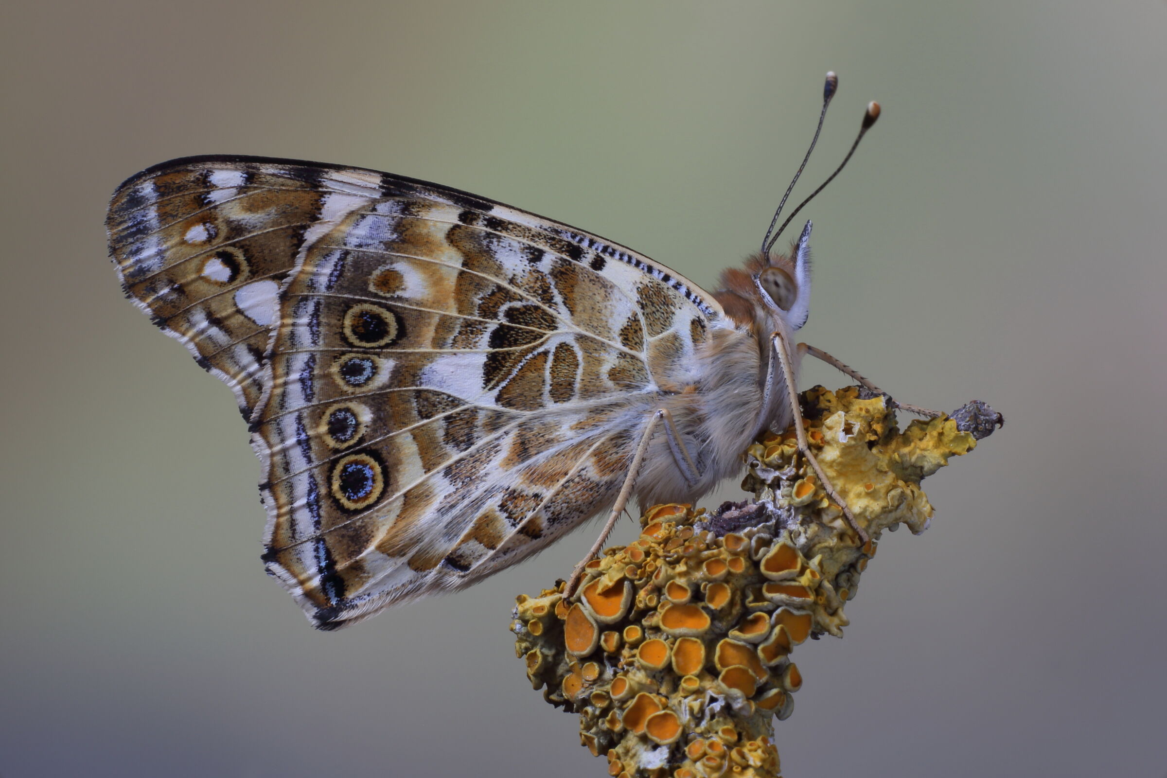 Vanessa Cardui