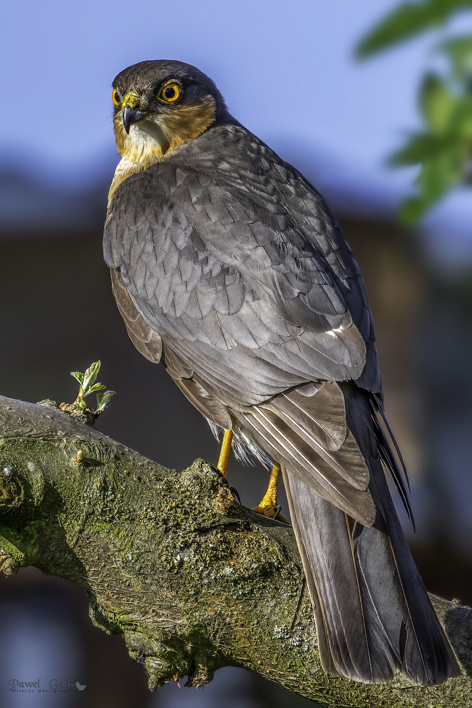 Sparviero eurasiatico (Accipiter nisus)