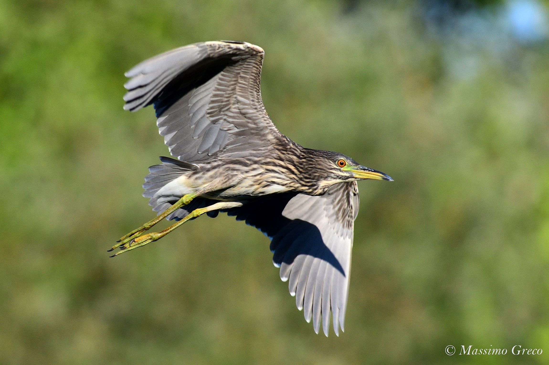 Nitticora (Nycticorax nycticorax)