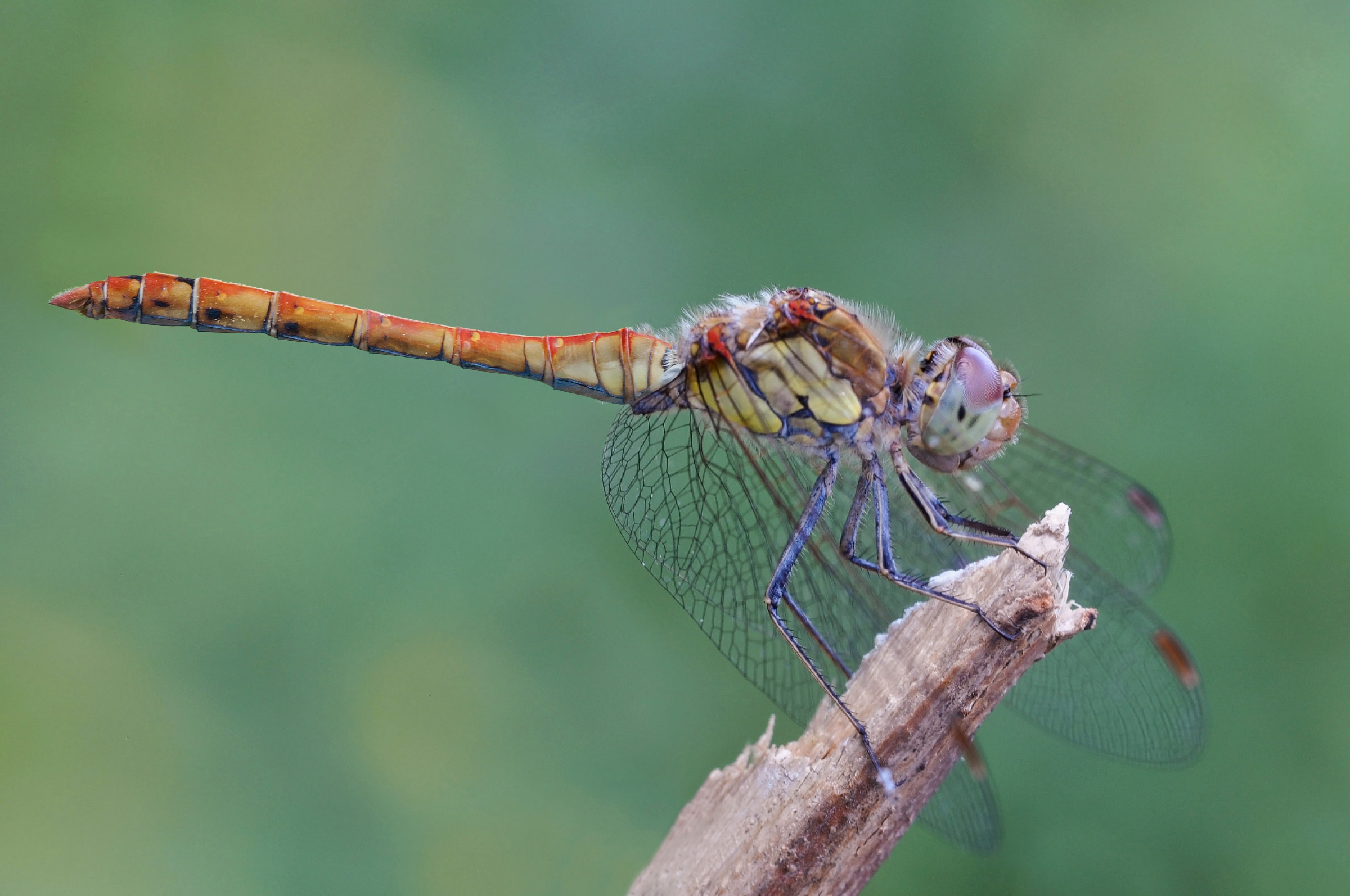 Sympetrum striolatum