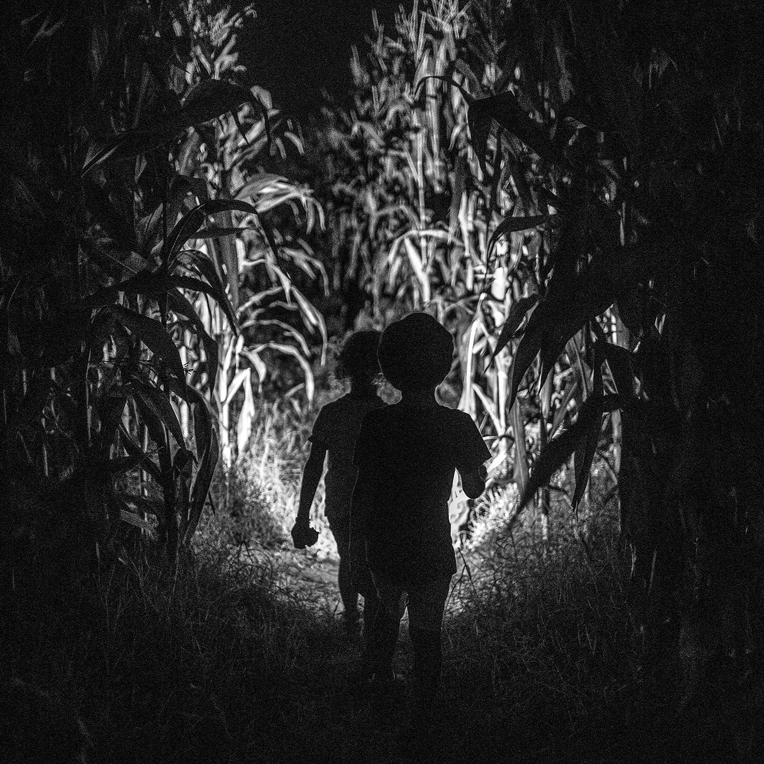 Corn field explorers
