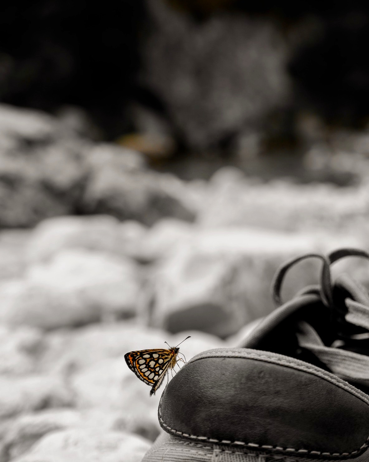 Butterfly on Vans