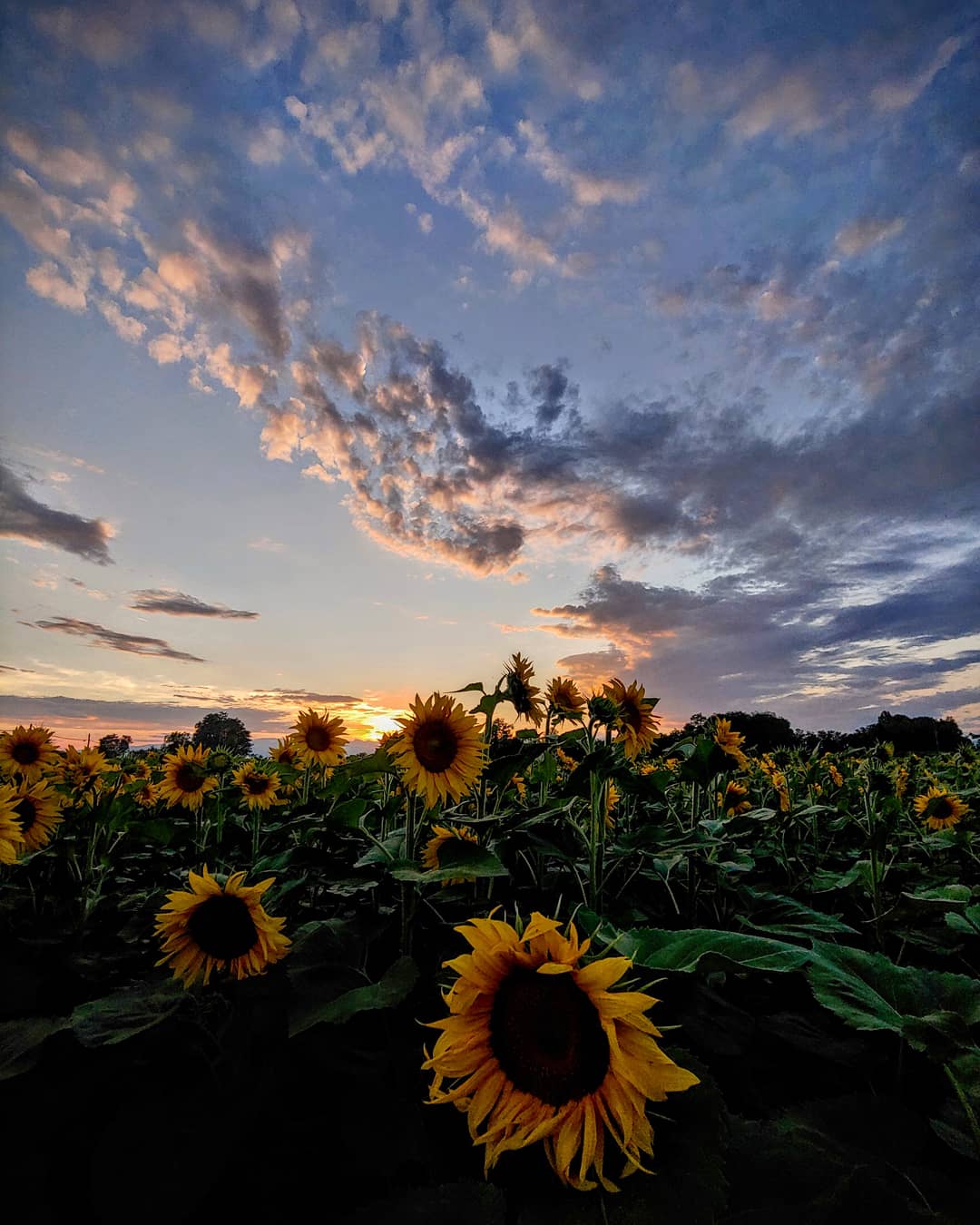 Sunflowers
