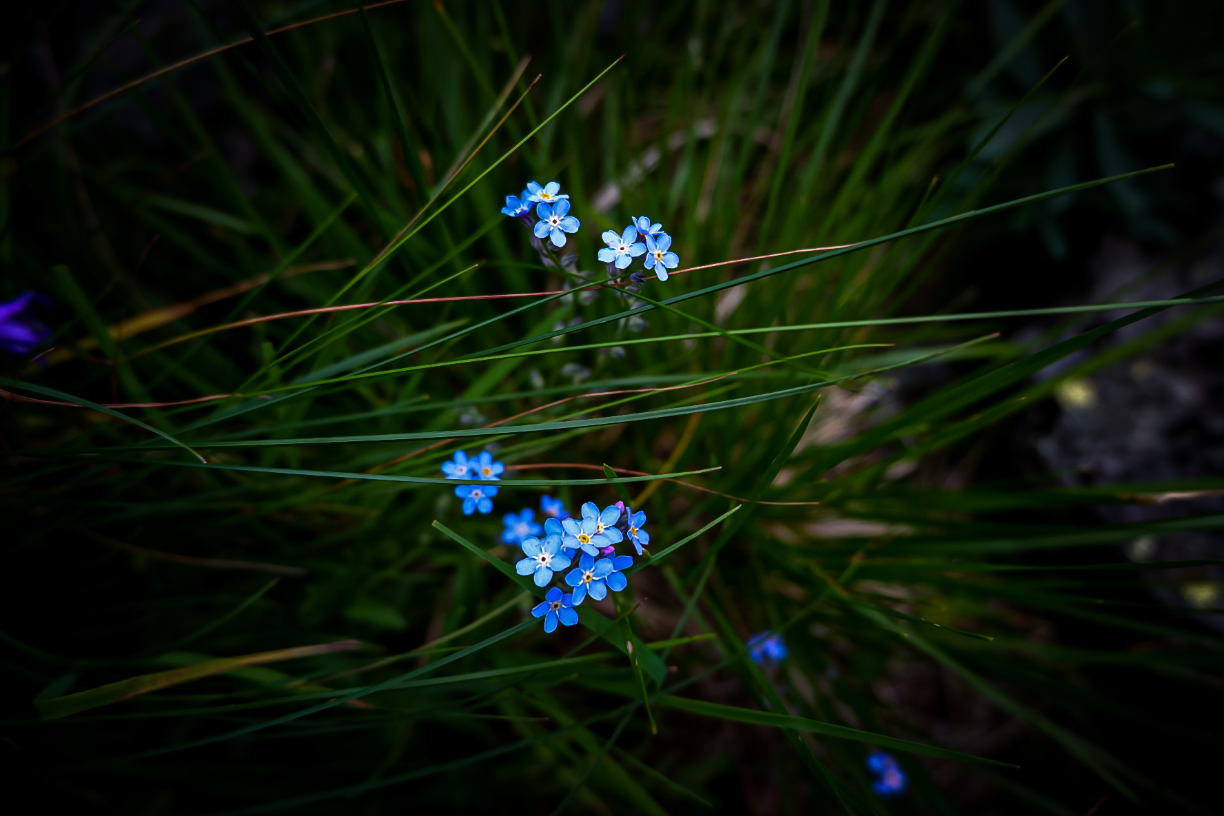 Flora Dimon Lake