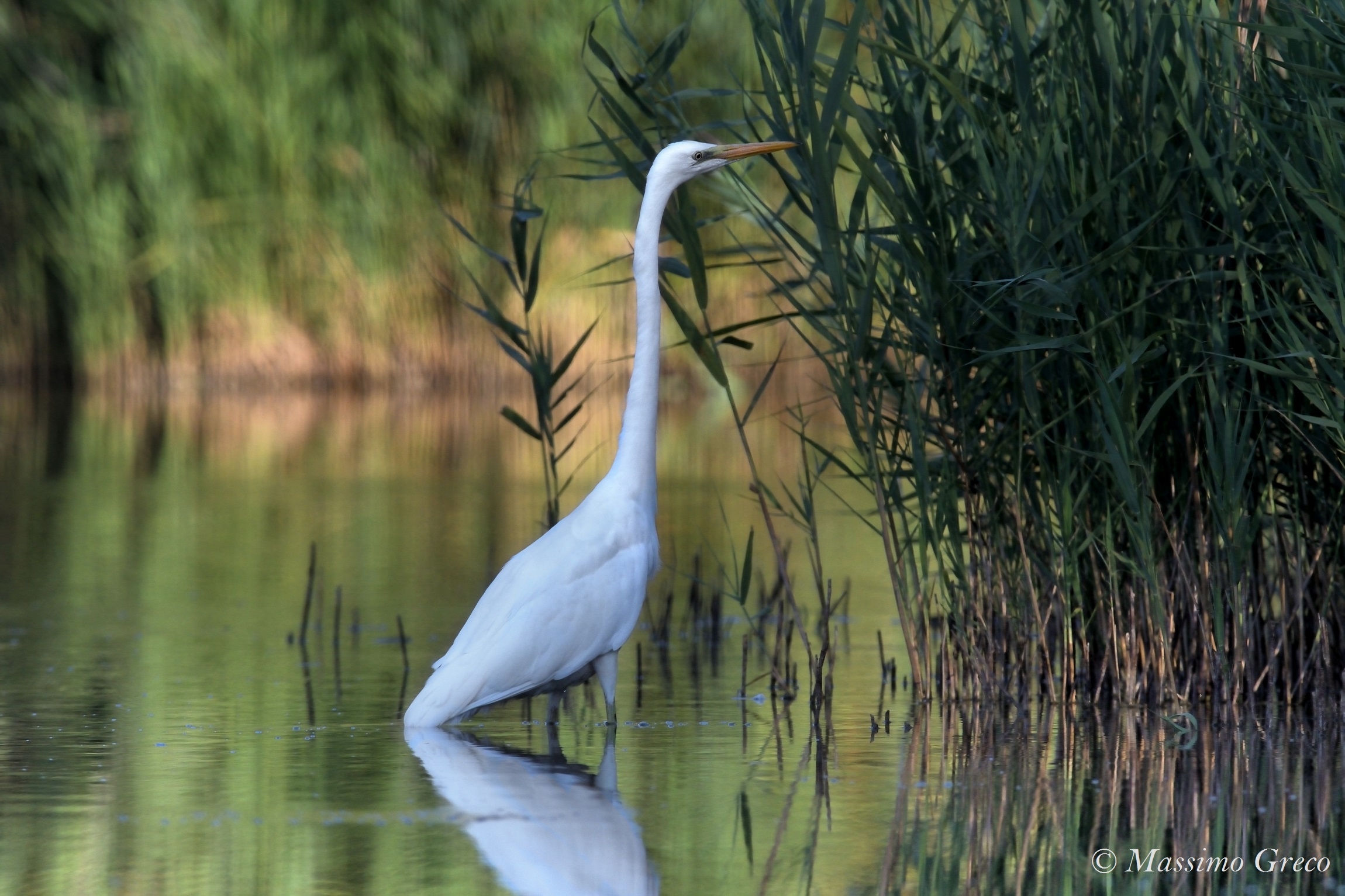 The magic of dawn on the Oase of Alviano2 White Airon