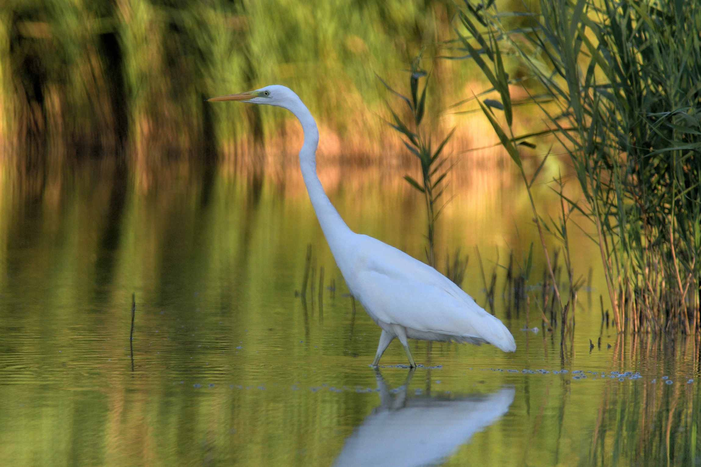 The magic of dawn on the Oase of Alviano-3 White Airone