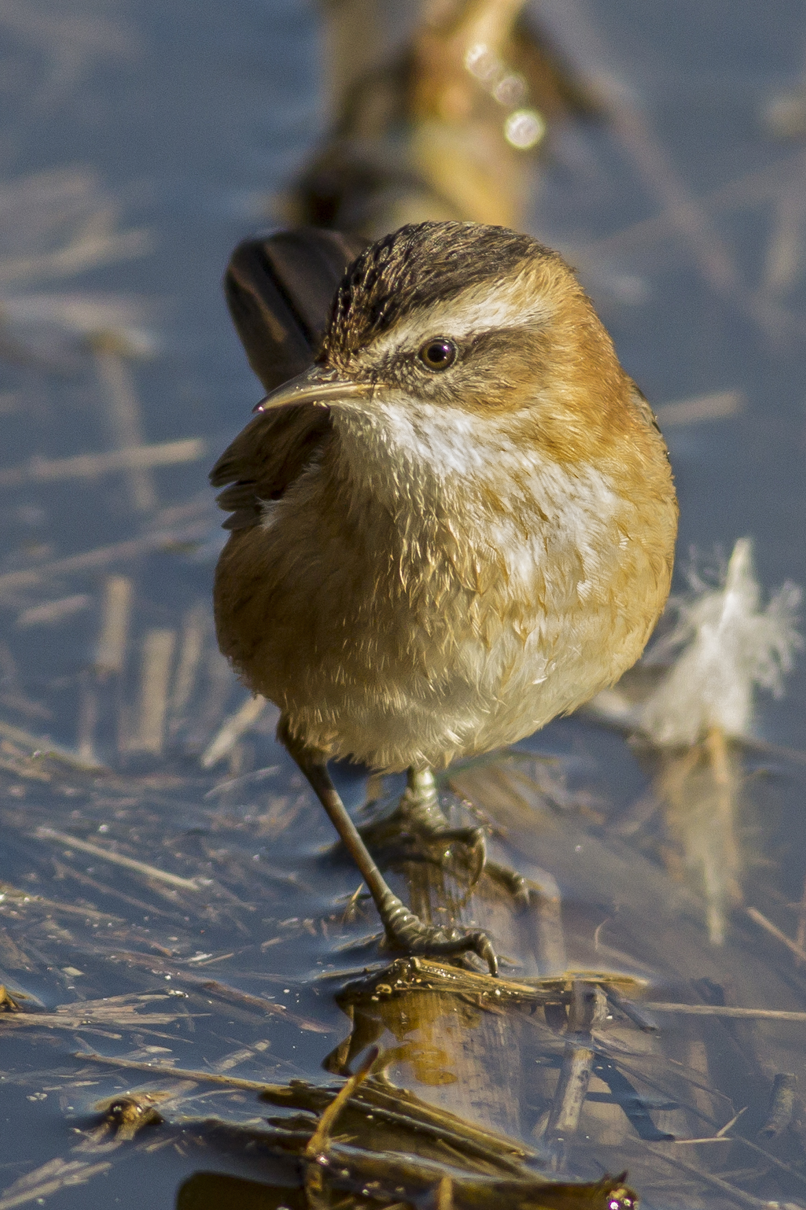 Forapaglie Castagnolo