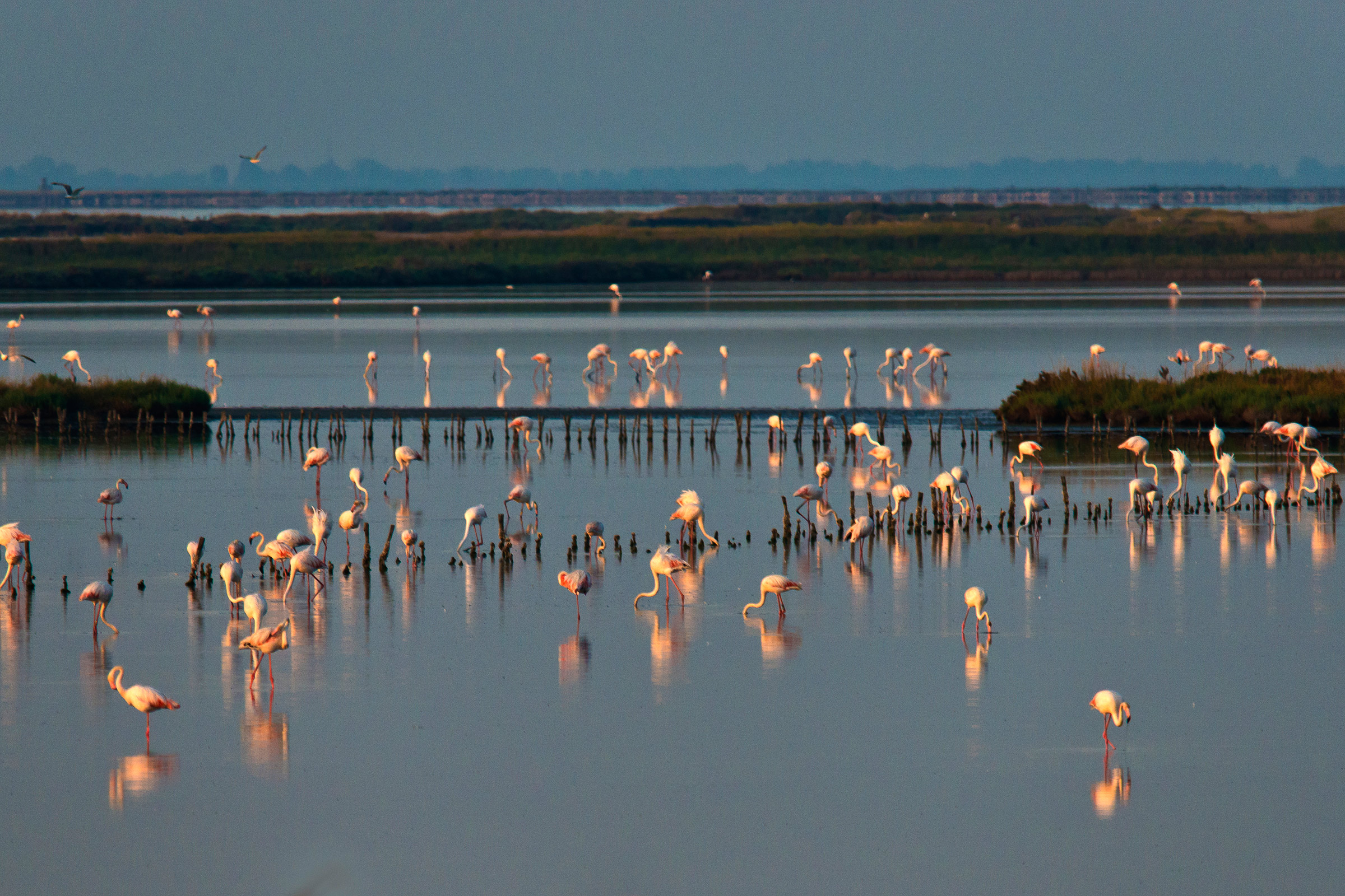 Fenicotteri al pascolo.