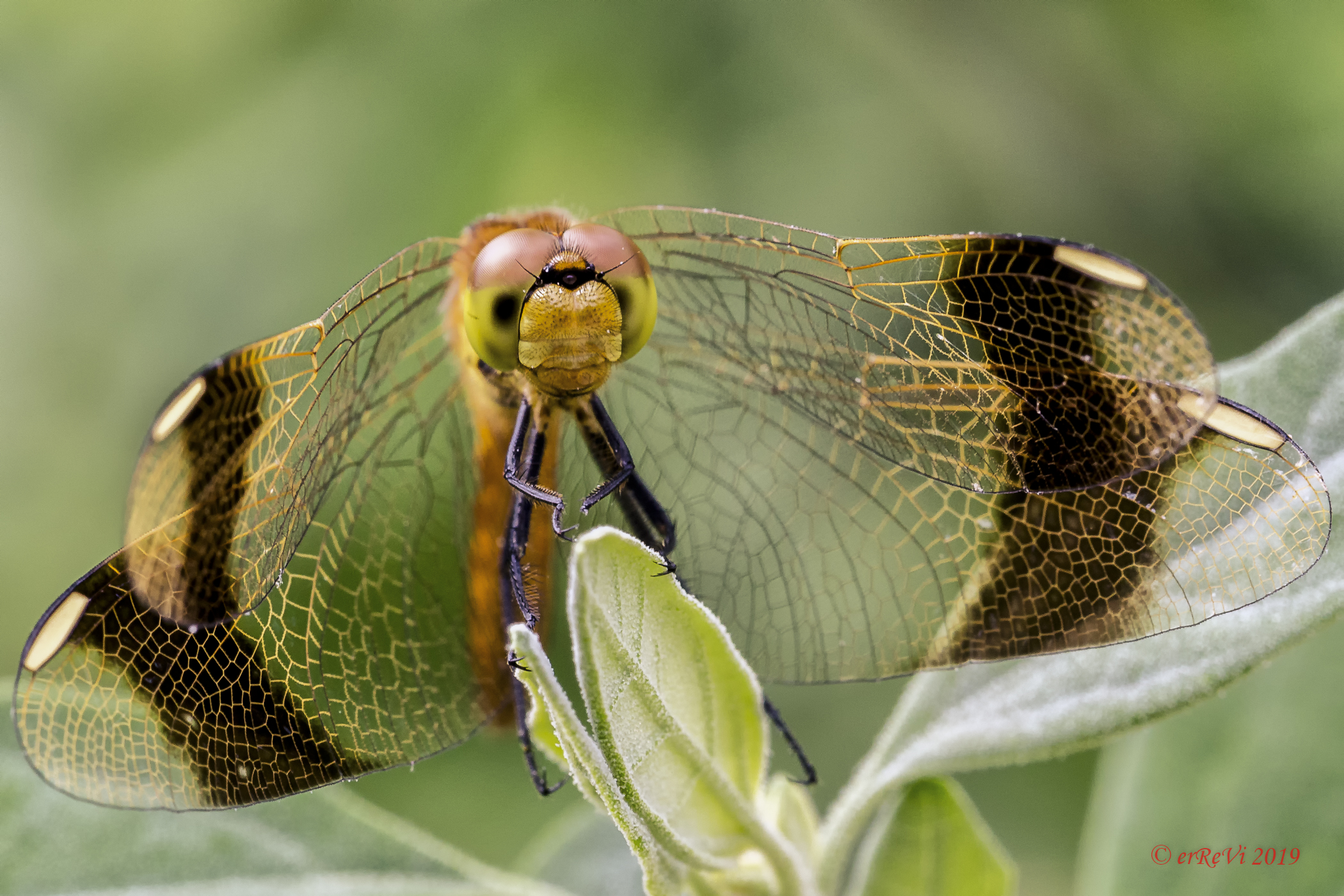Golden dragonfly