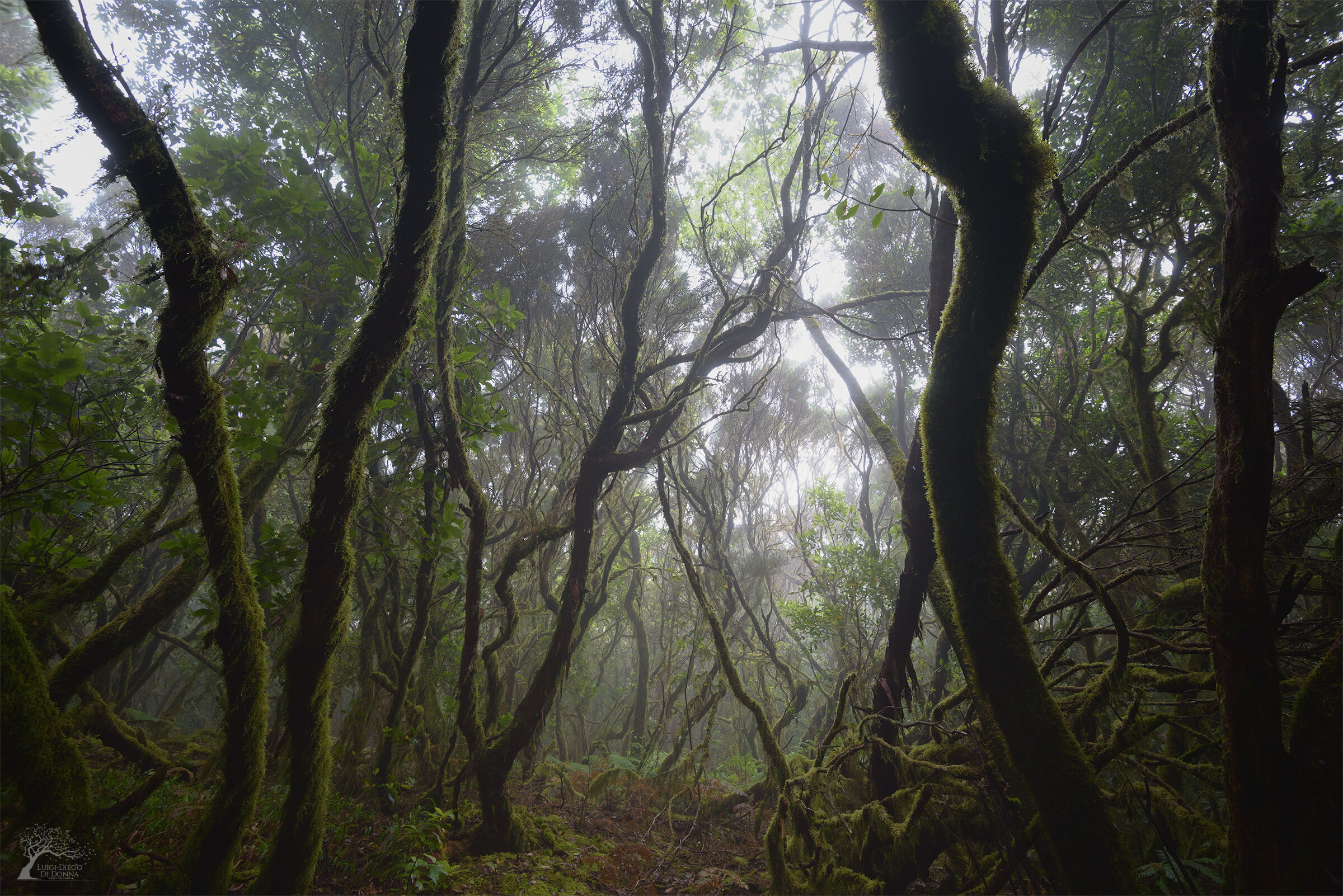 Parco rurale di Anaga