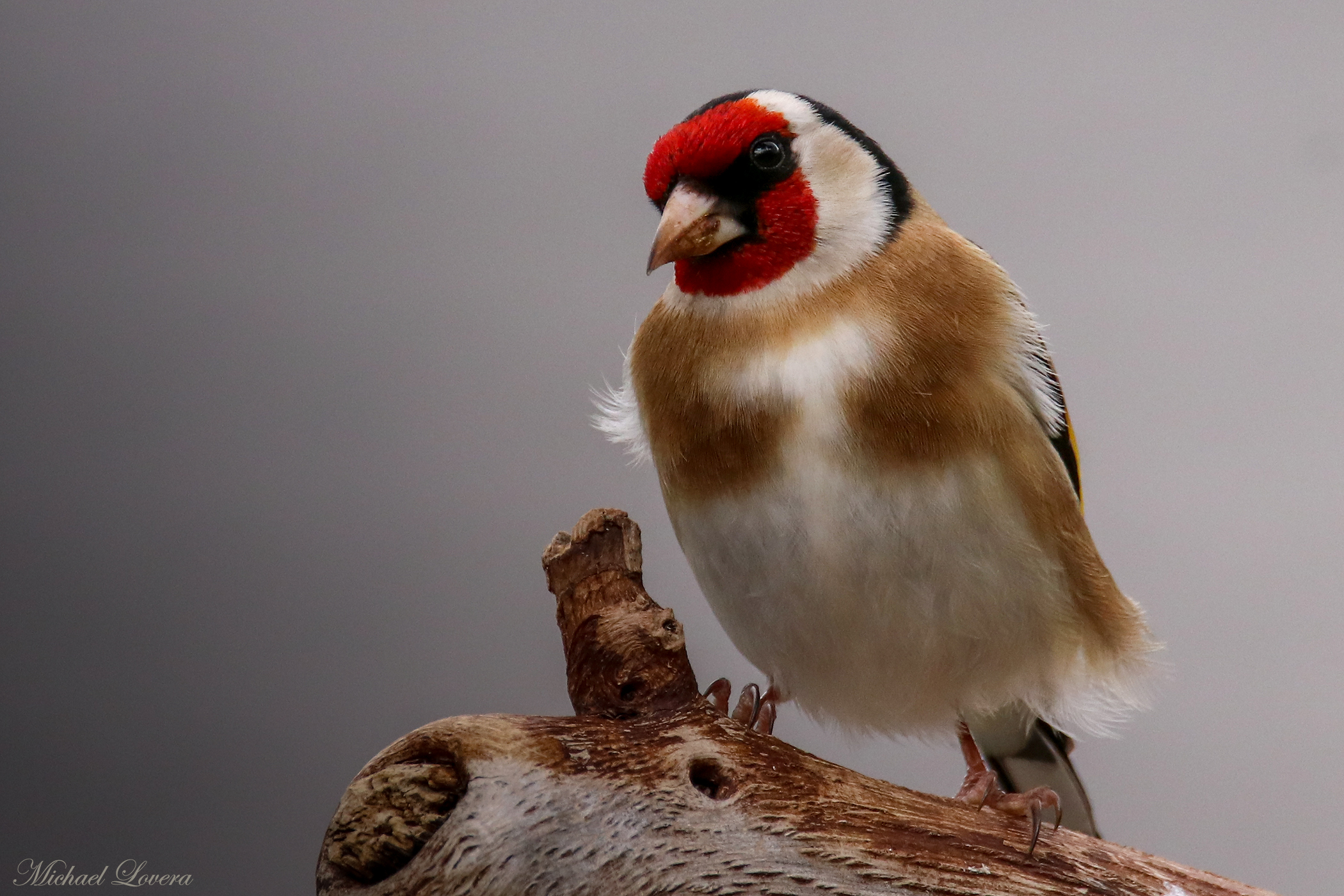 Goldfinch