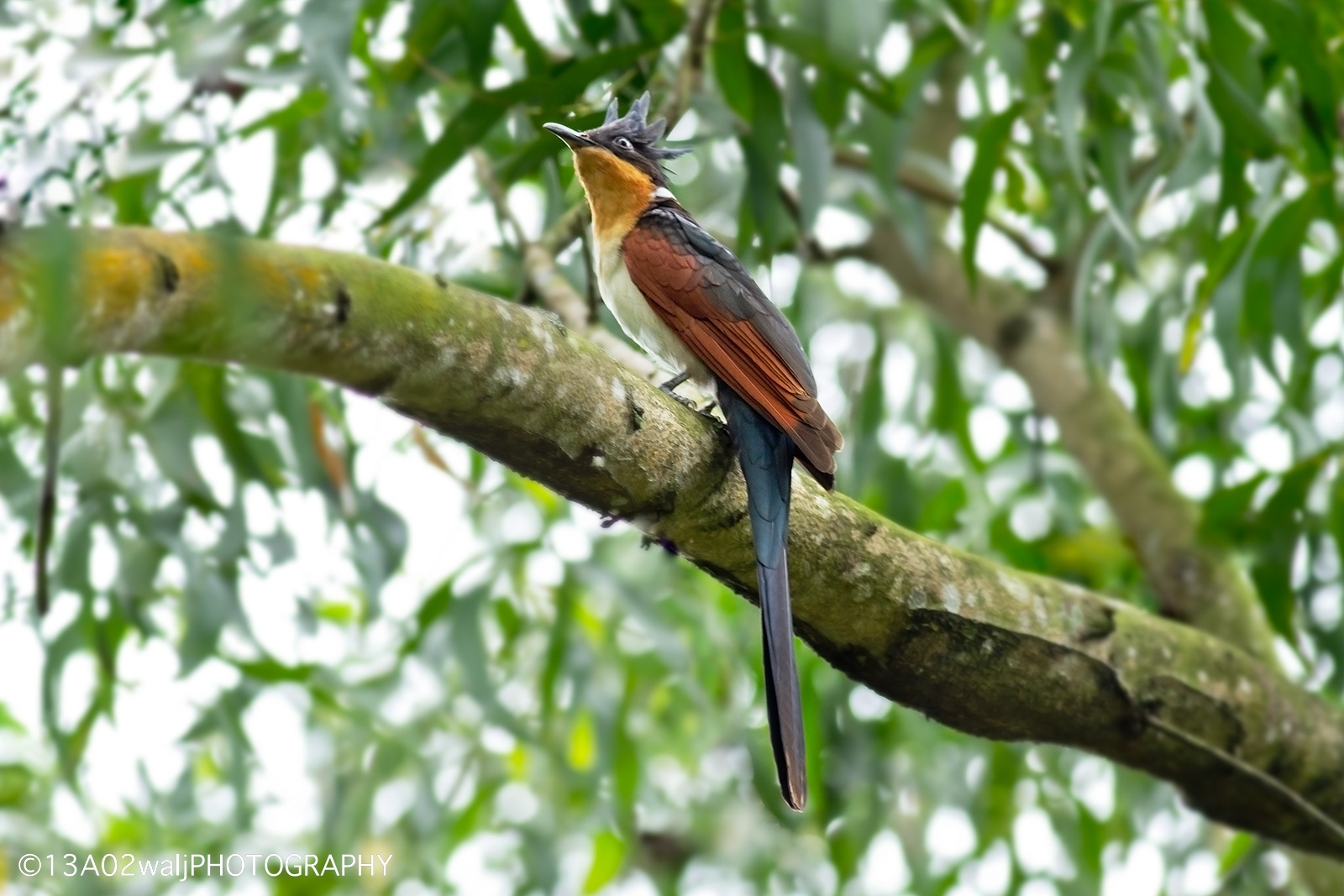 Chestnut-Winged Cuckoo