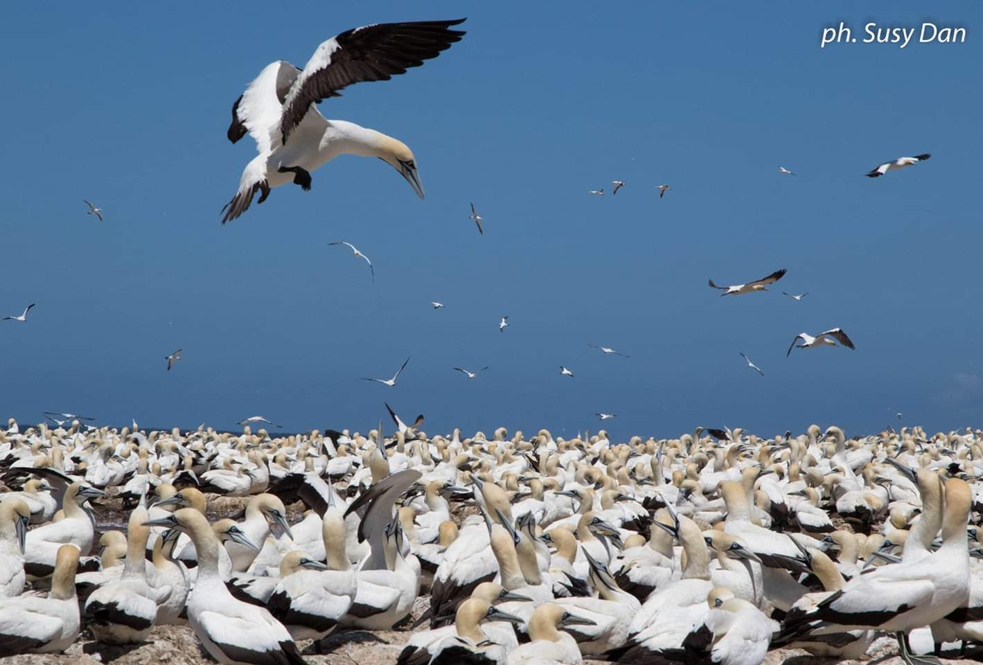 Bird Island, California