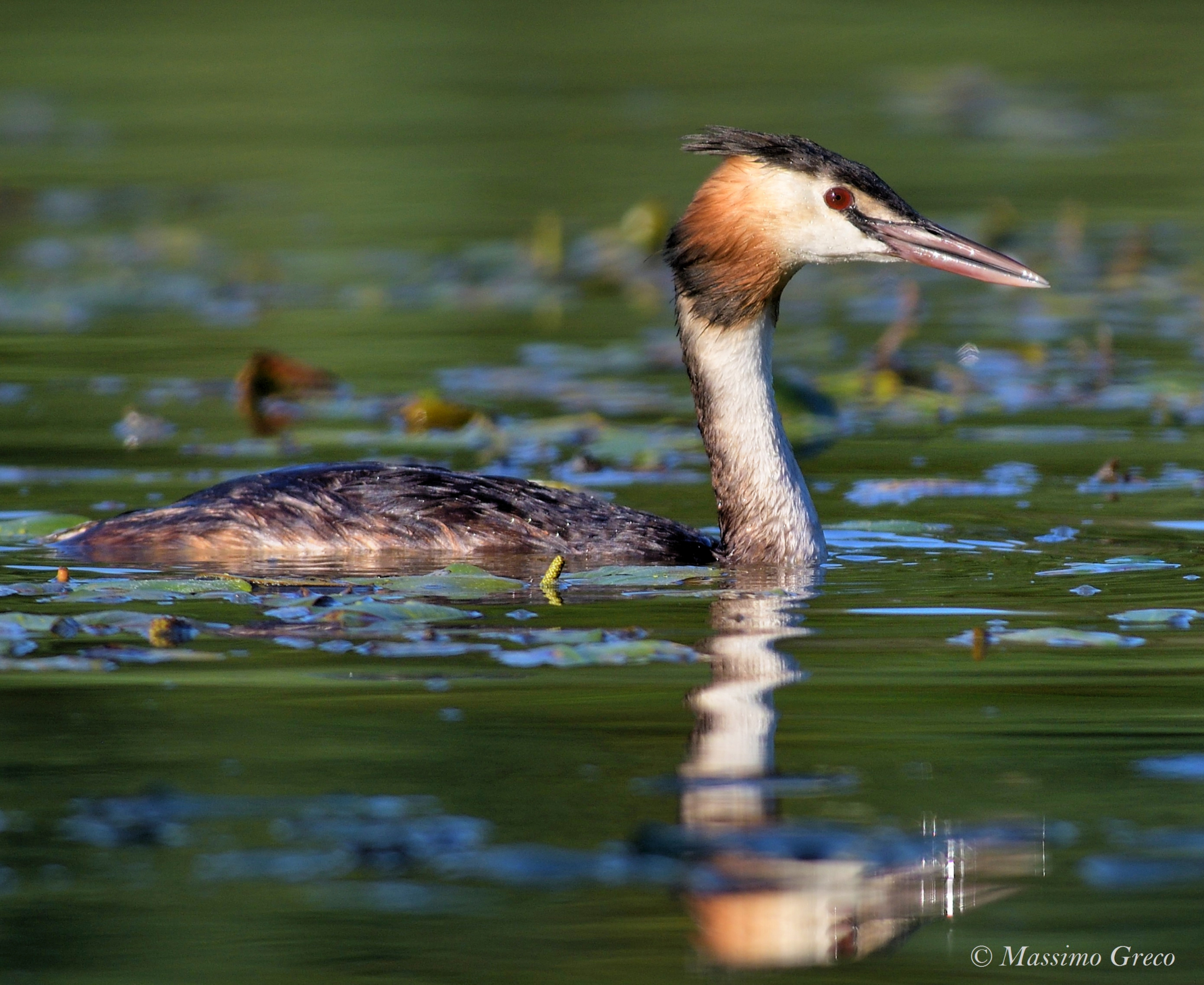 Svasso maggiore (Podiceps cristatus)