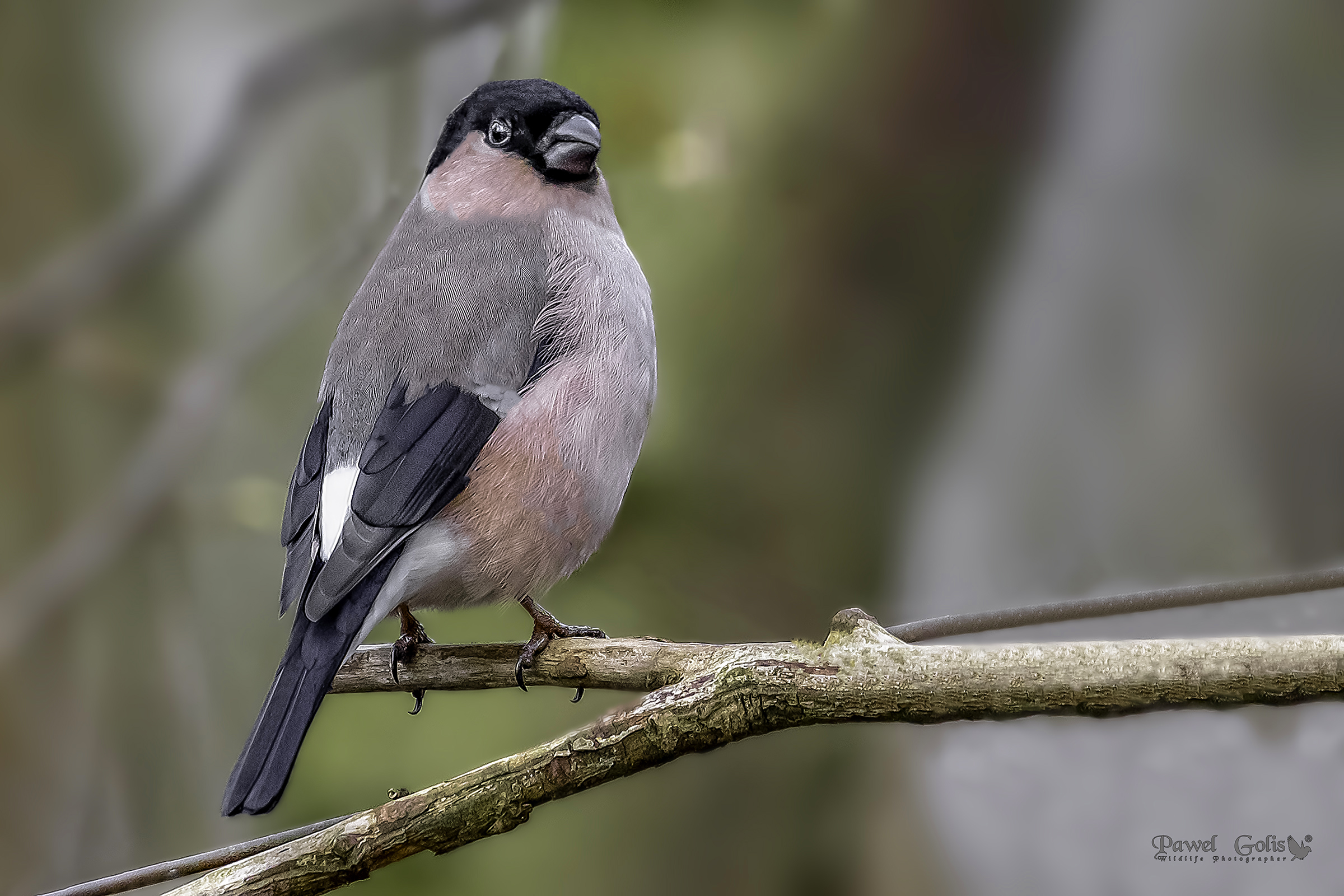 Bullfinch eurasiatico (Pyrrhula pyrrhula) Femmina