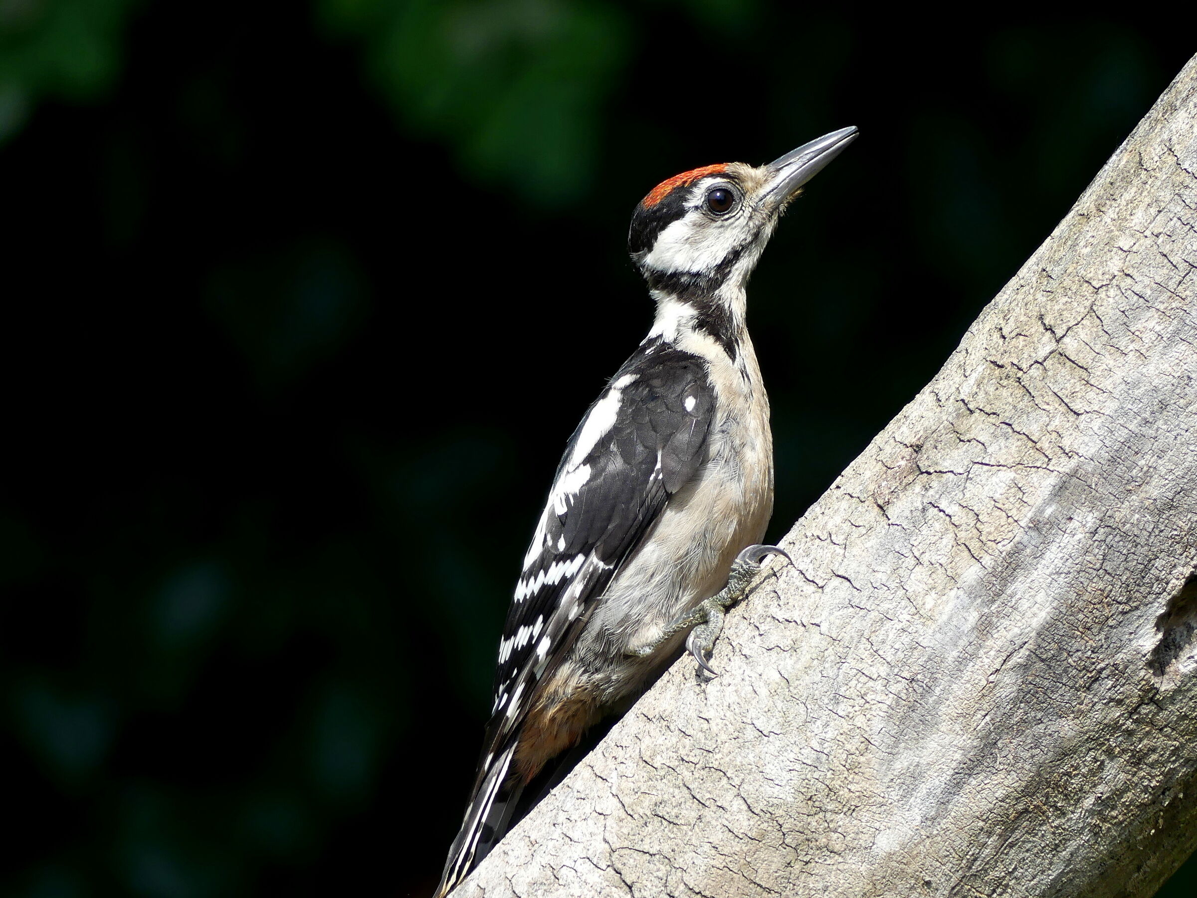 Stagliarsi in diagonale