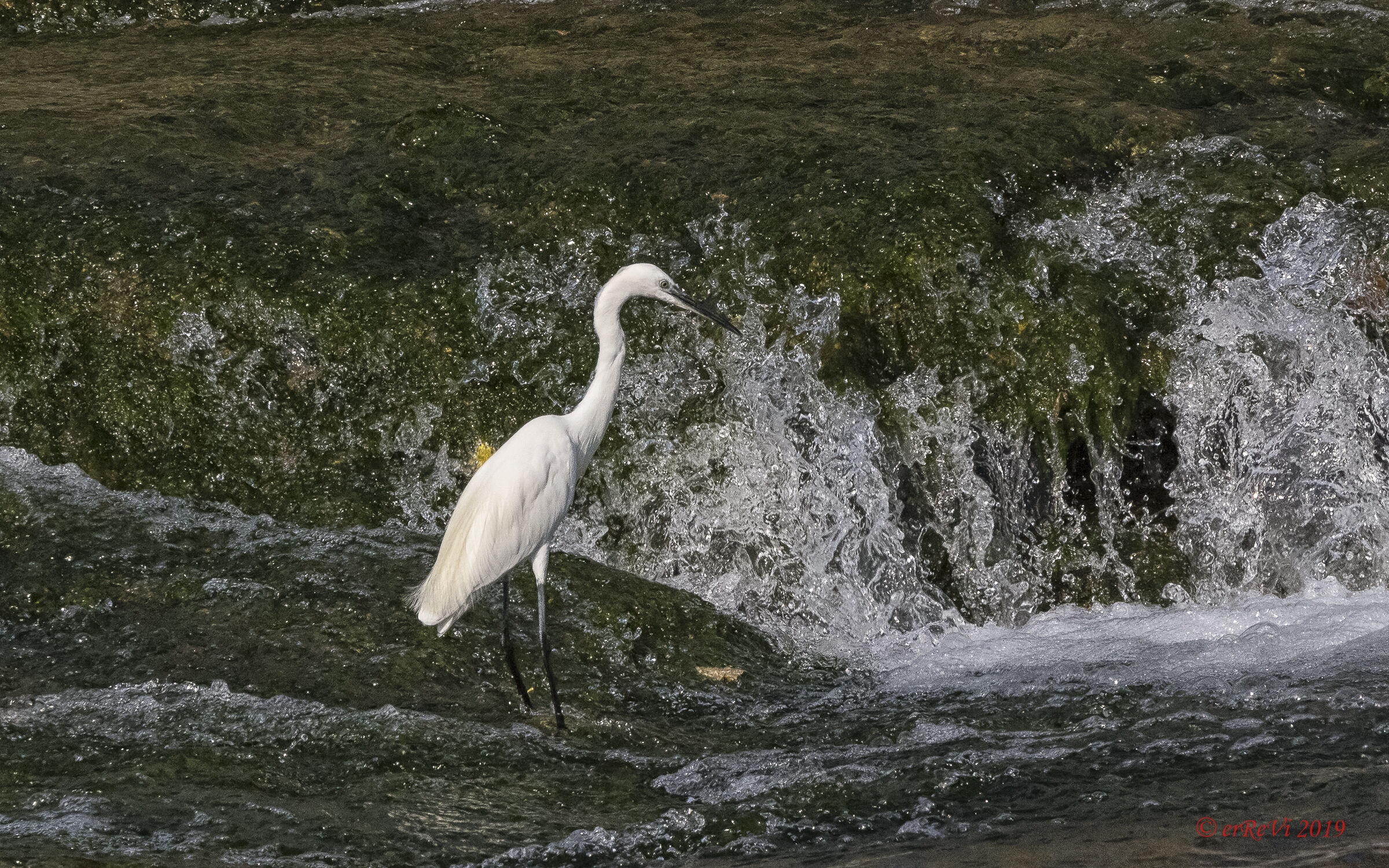 Careful egrets
