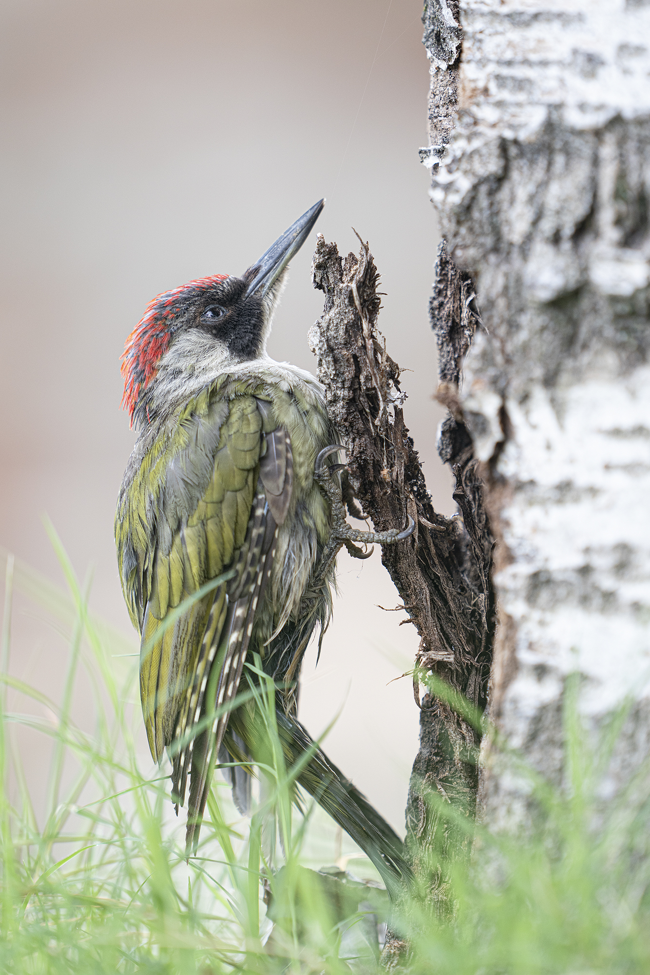 junior green woodpecker