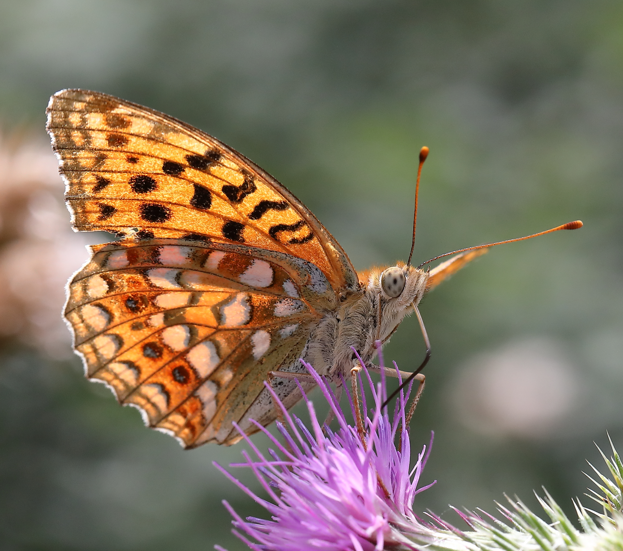 Nebbiù (Belluno) 15/08/2019