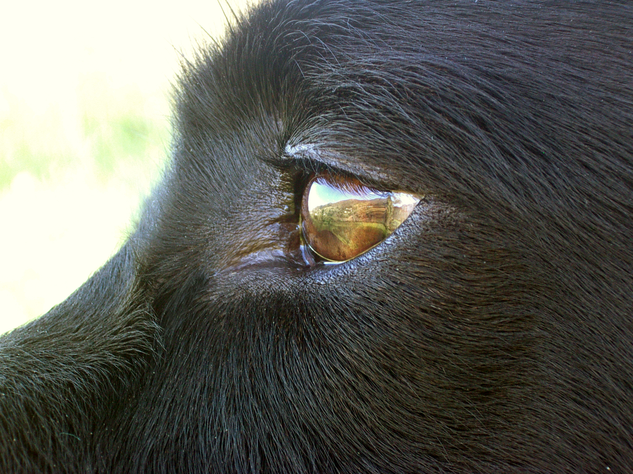 when a dog dreams...