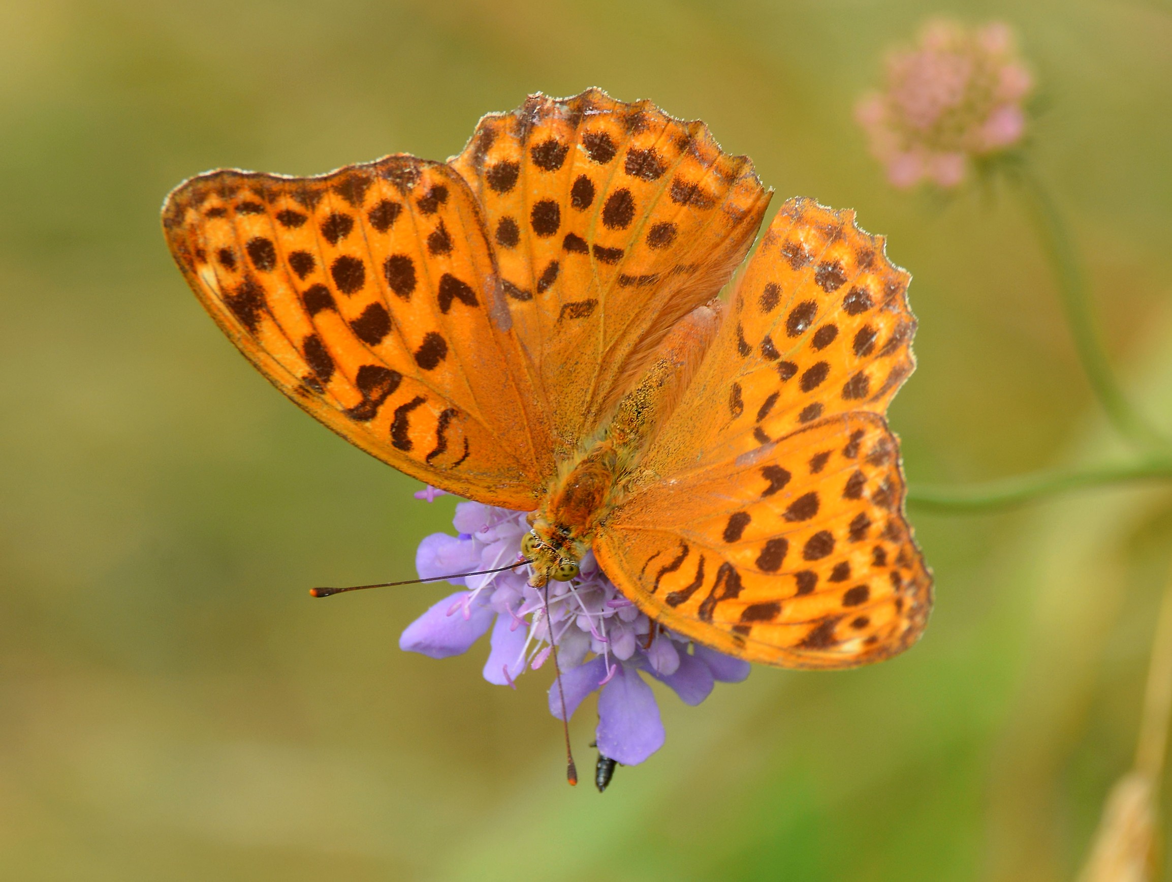 Pafia (Argynnis paphia)