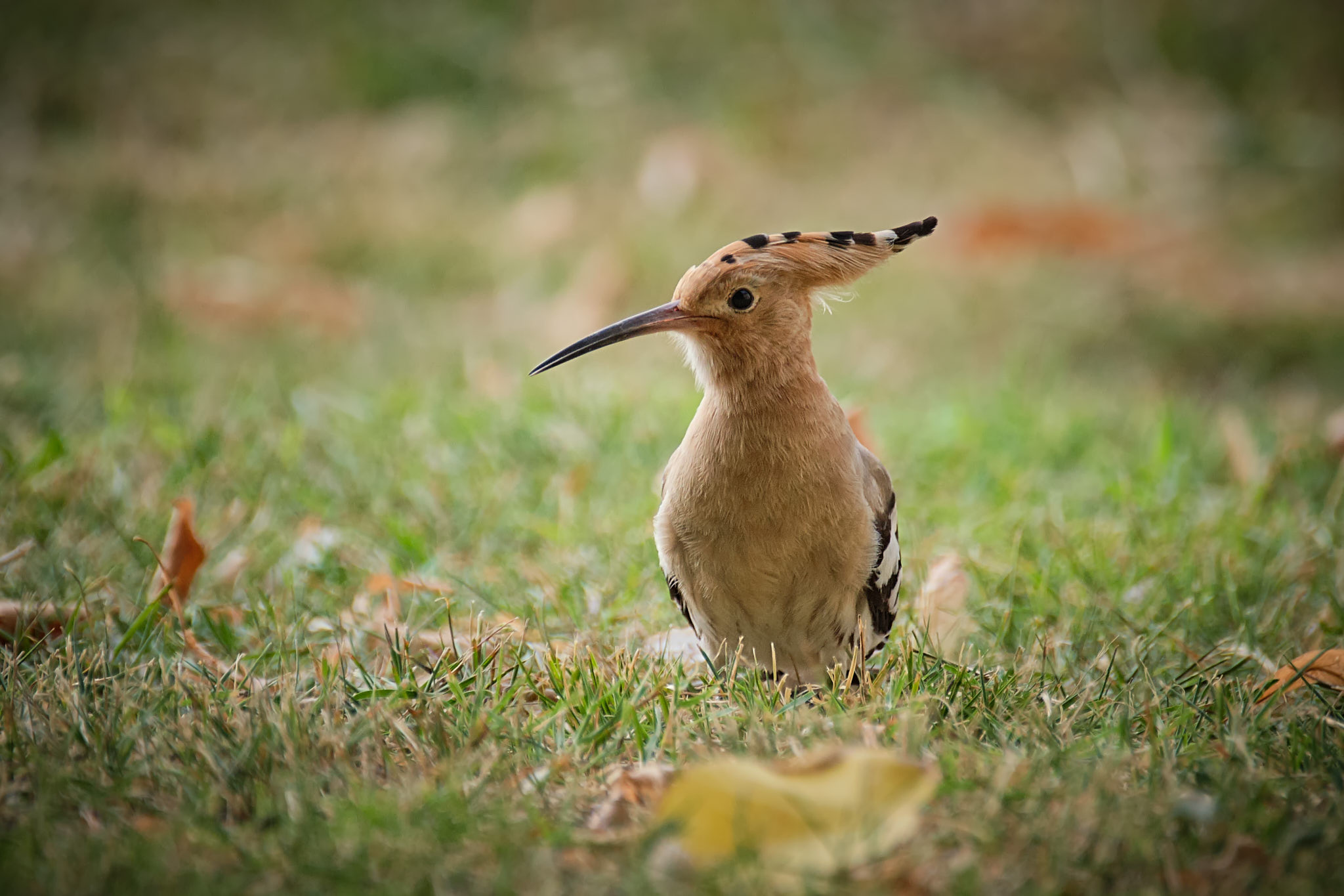 La Mia Upupa da Giardino