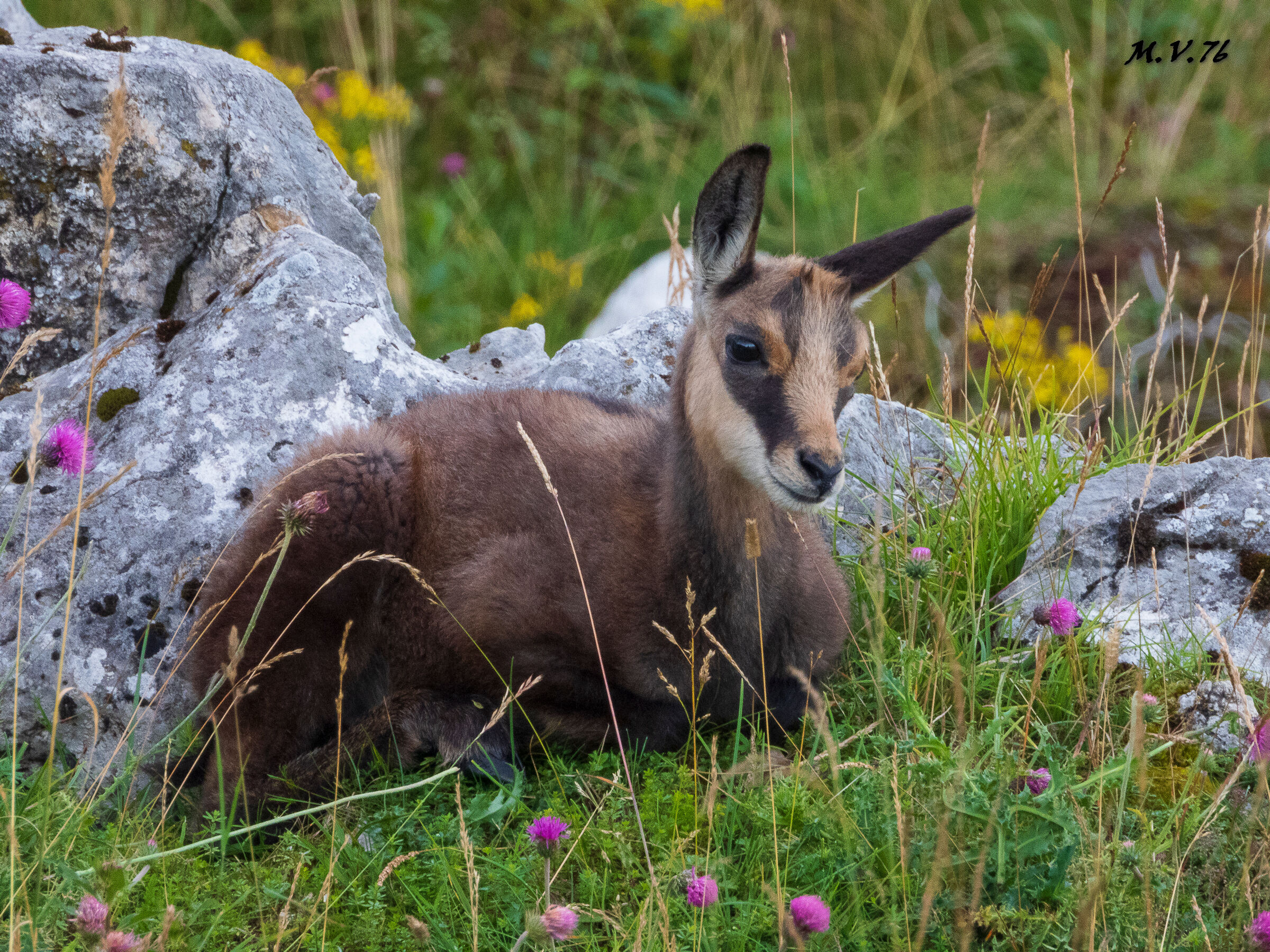 Chamois - Goat rupees