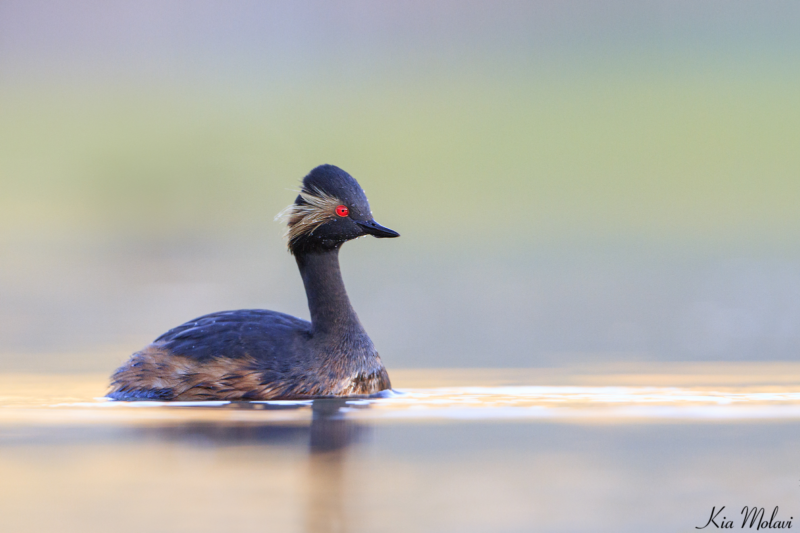 Grebe