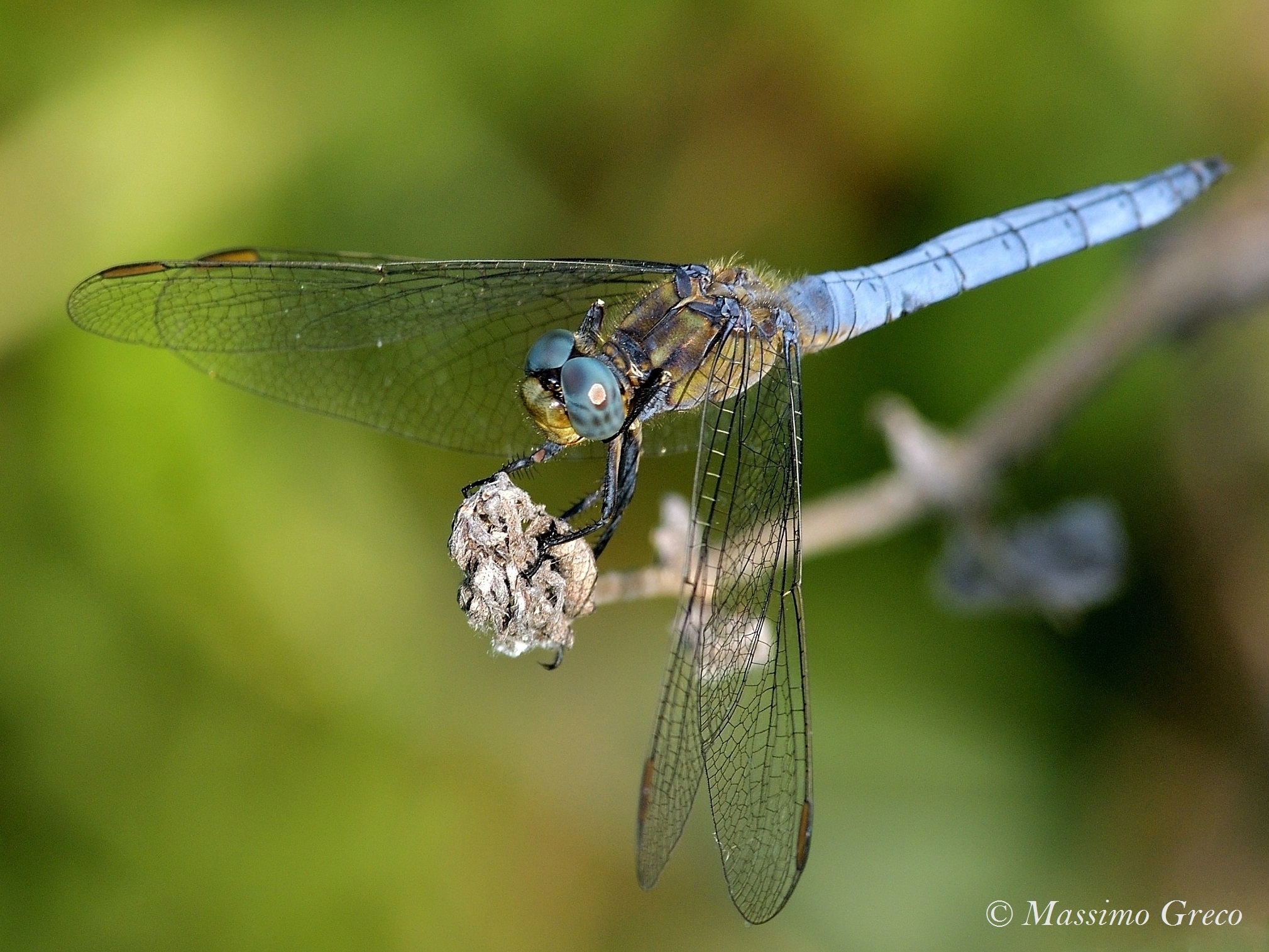 Orthetrum brunneum