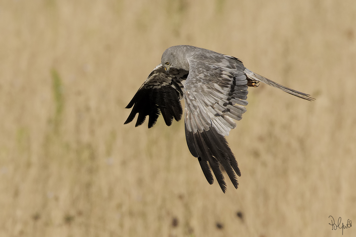Albanella Minore Maschio
