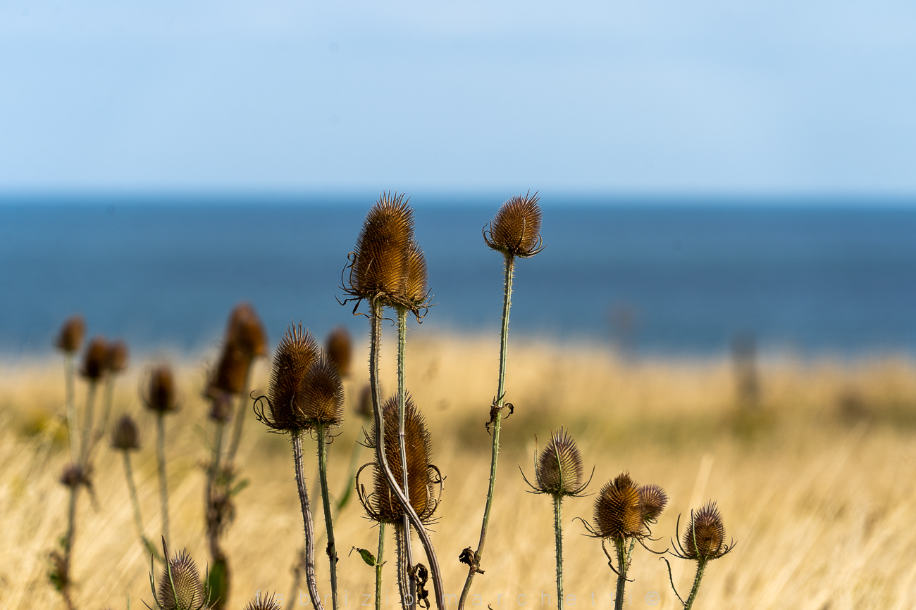 Omaha beach, California