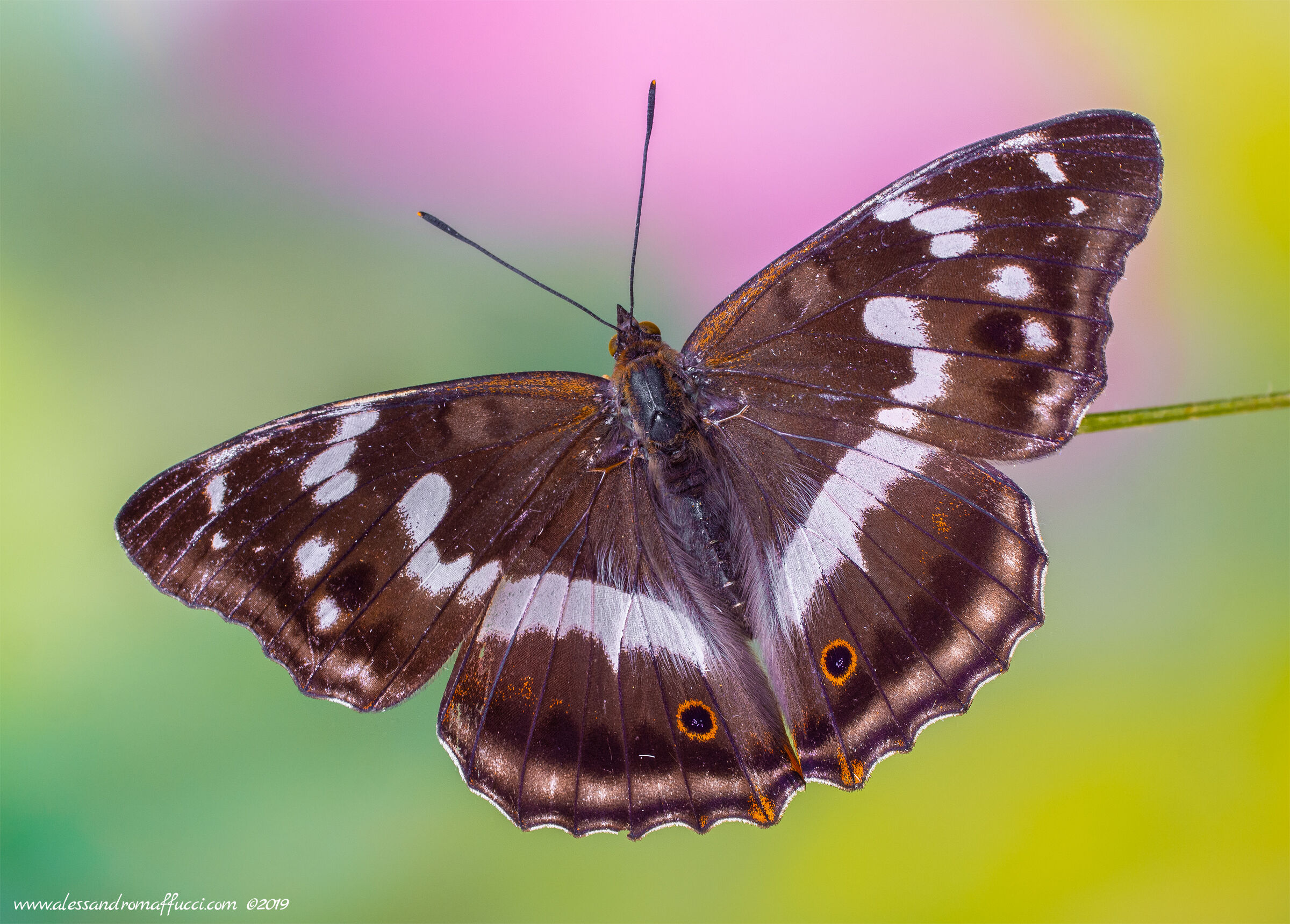 Iris apatura (Open Wings 2019)