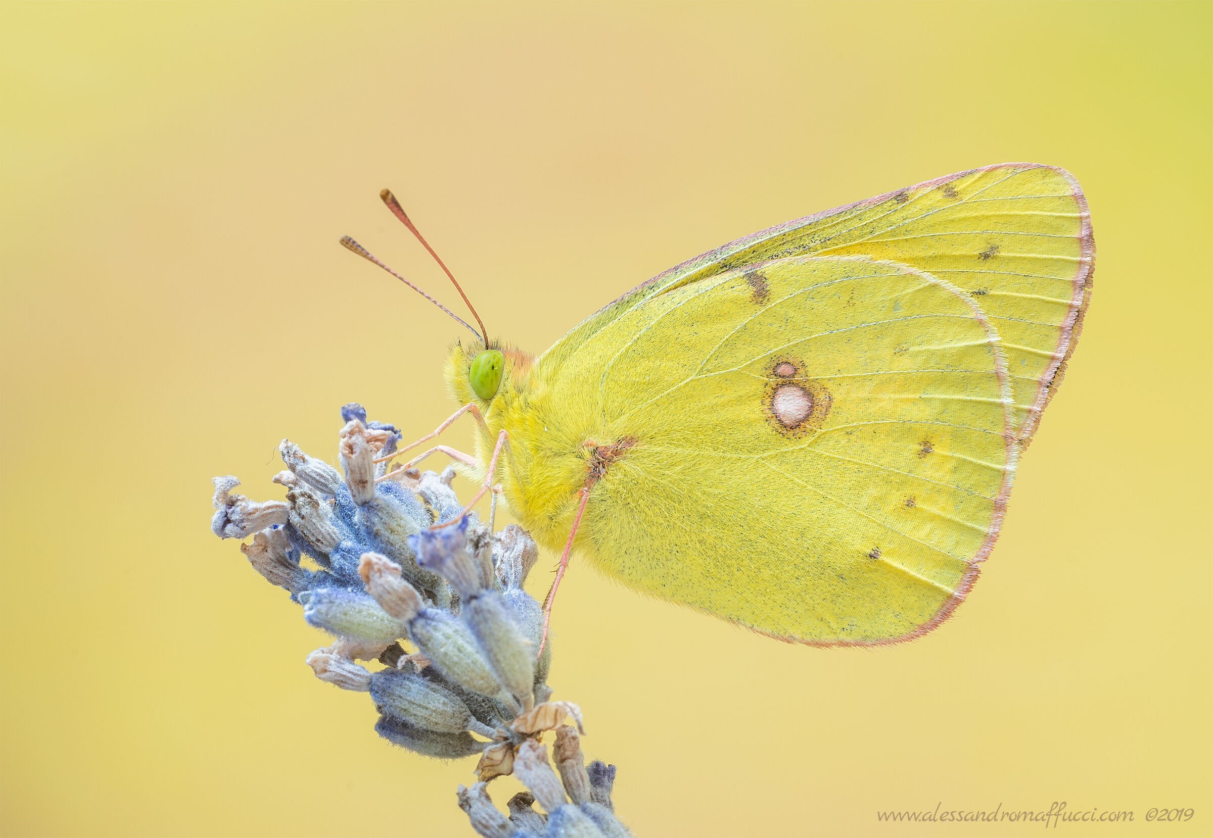Colias su lavanda...