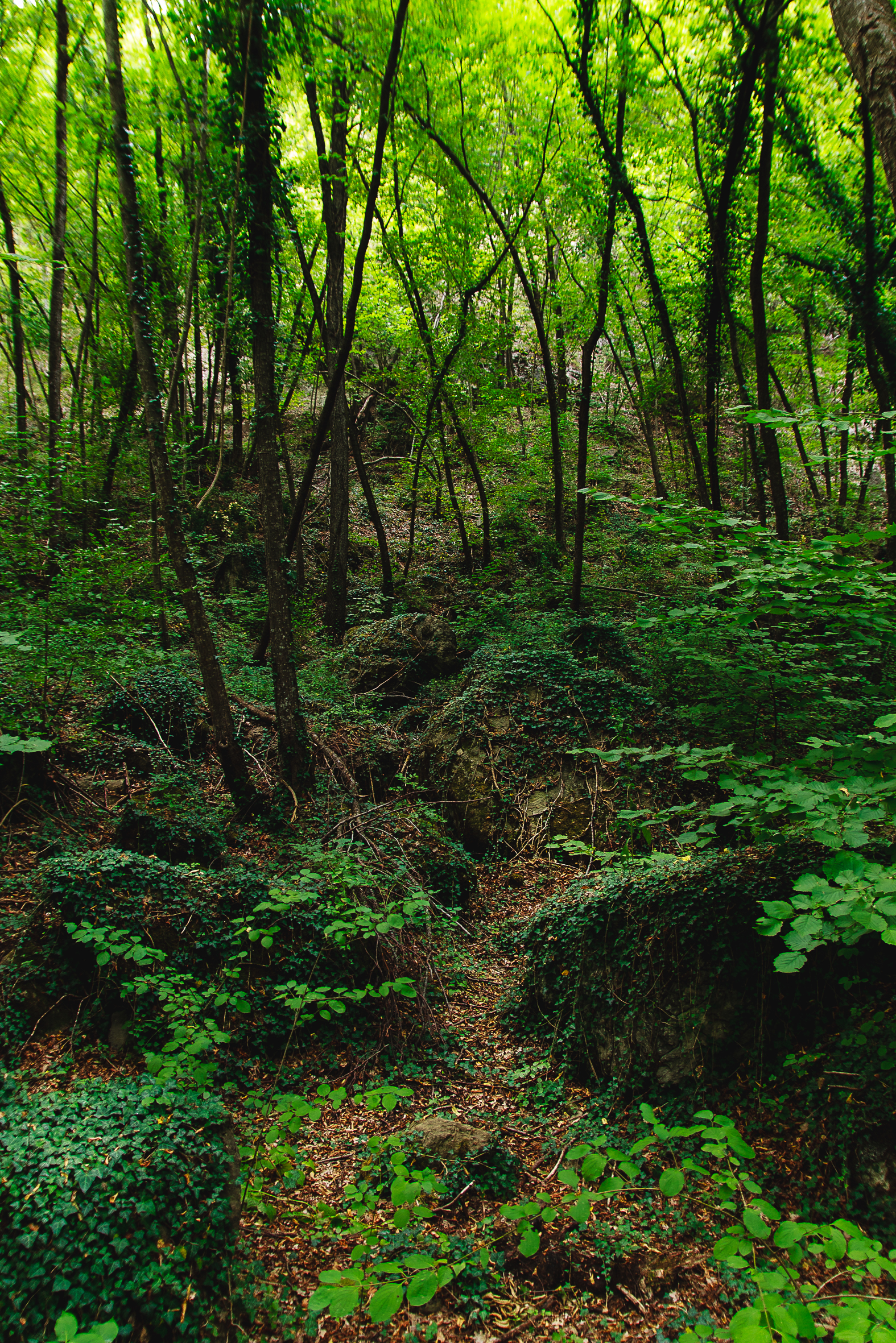 Forest in Roccamalatina Sassi Park