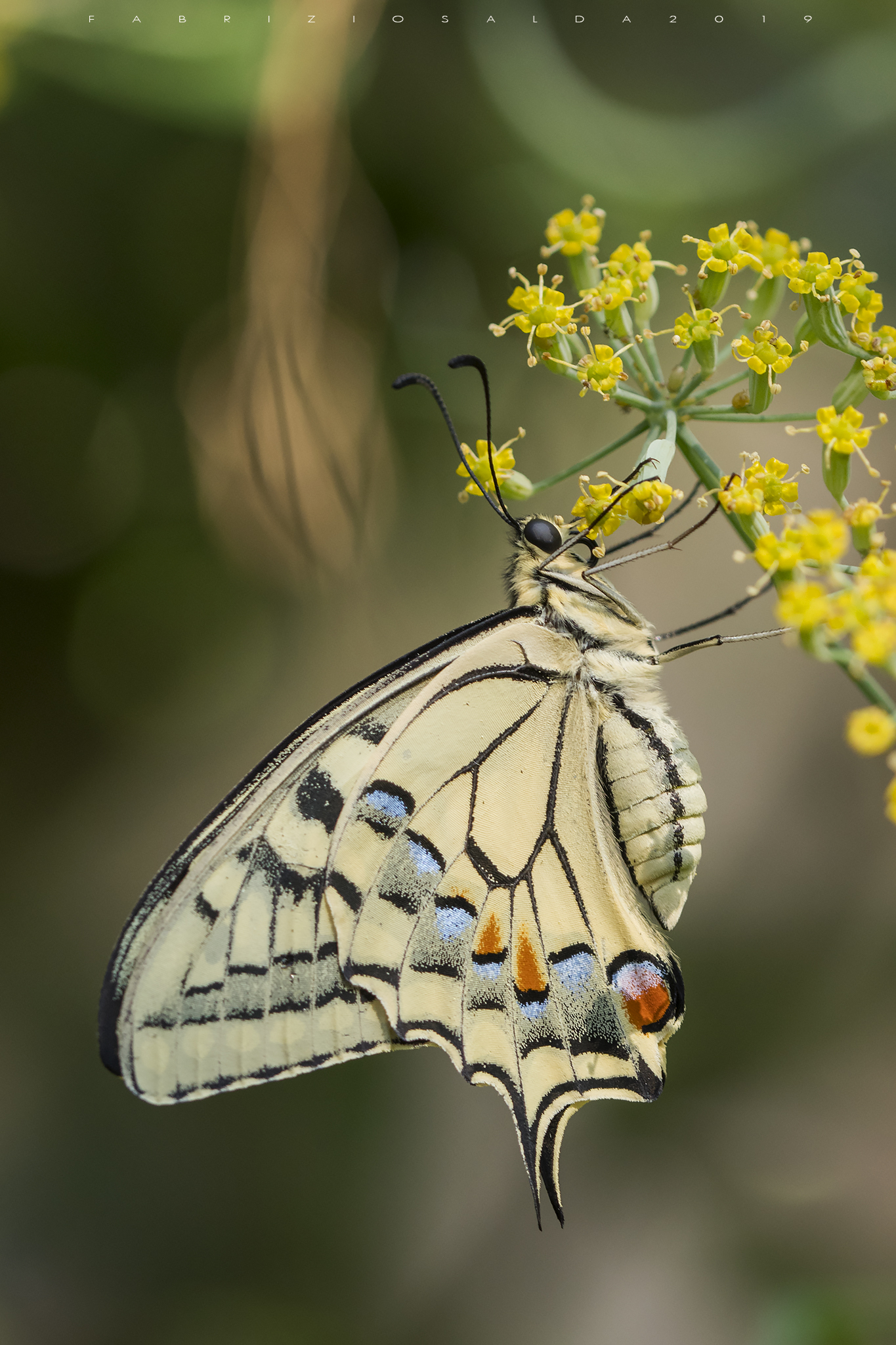 Macaon (Papilio machaon)