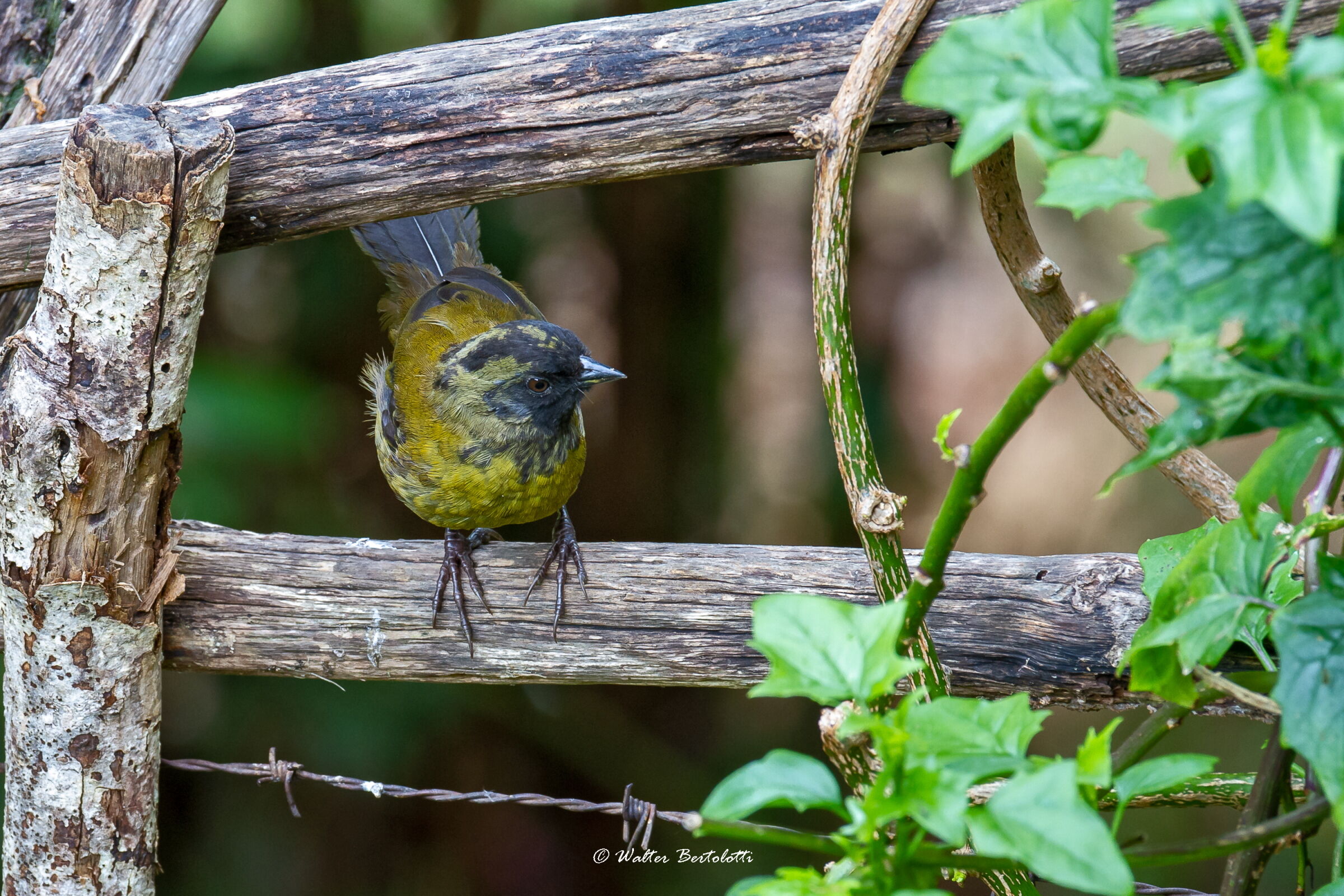 vederlo...non vederlo...