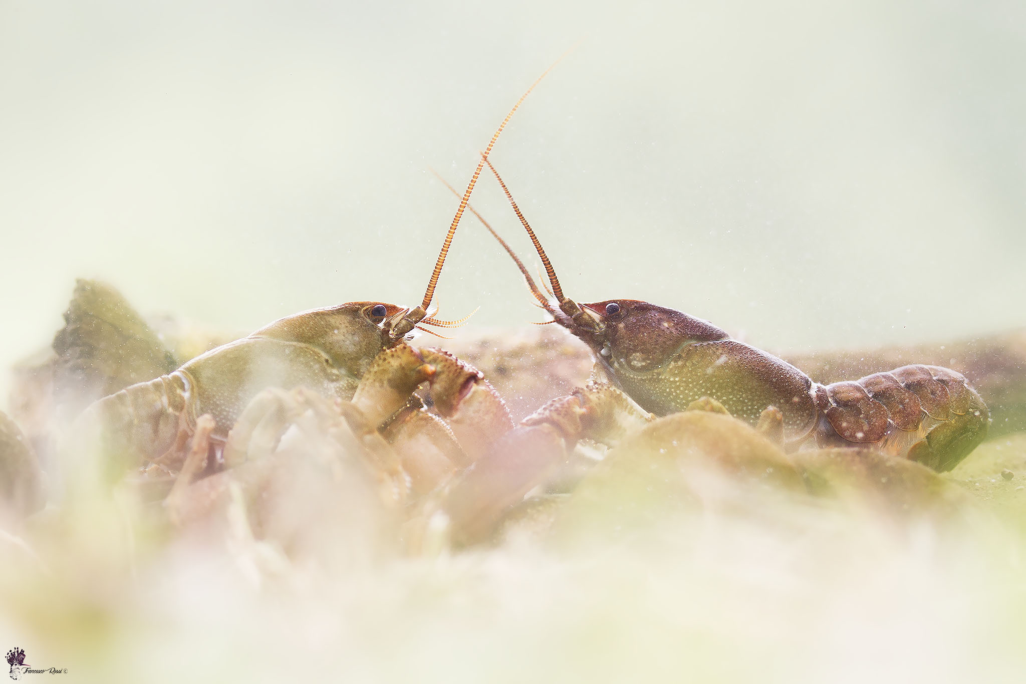 River prawns