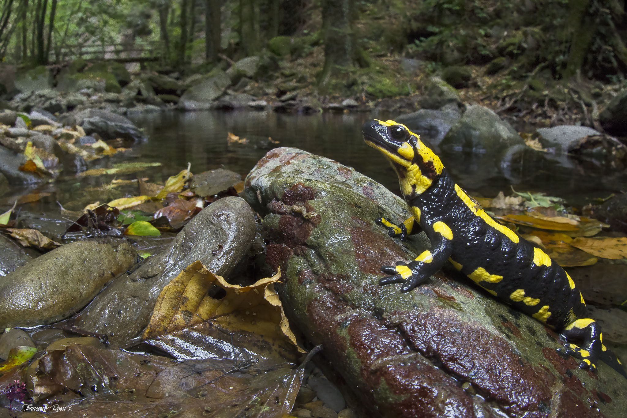 Salamandra Pezzata in her habitat