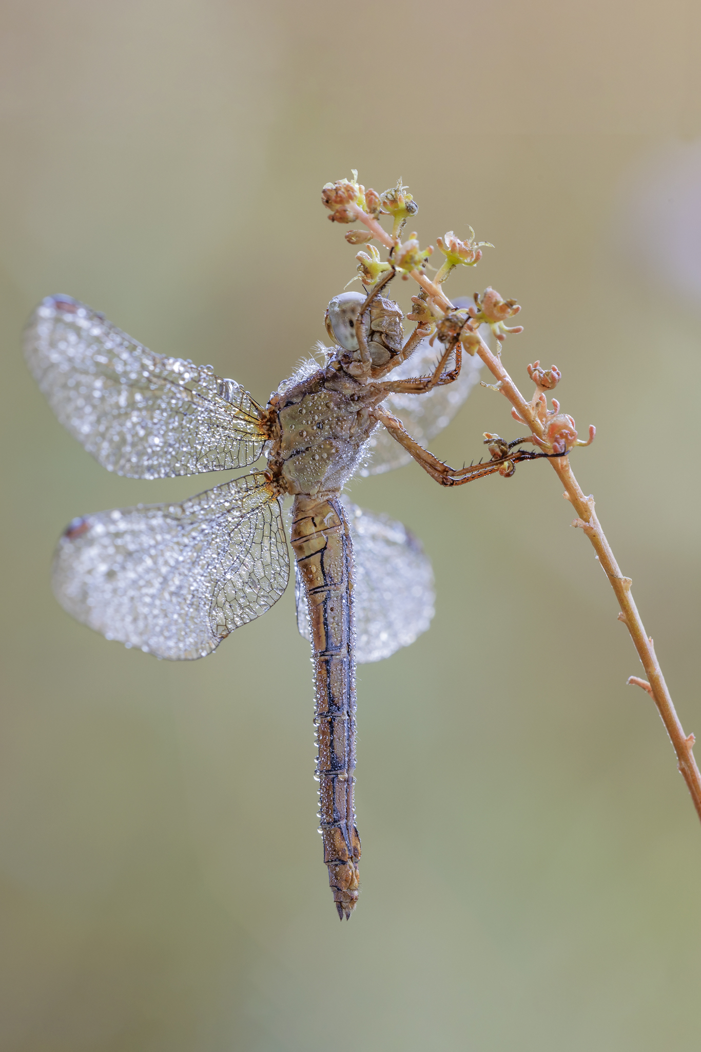Orthetrum coereluscens