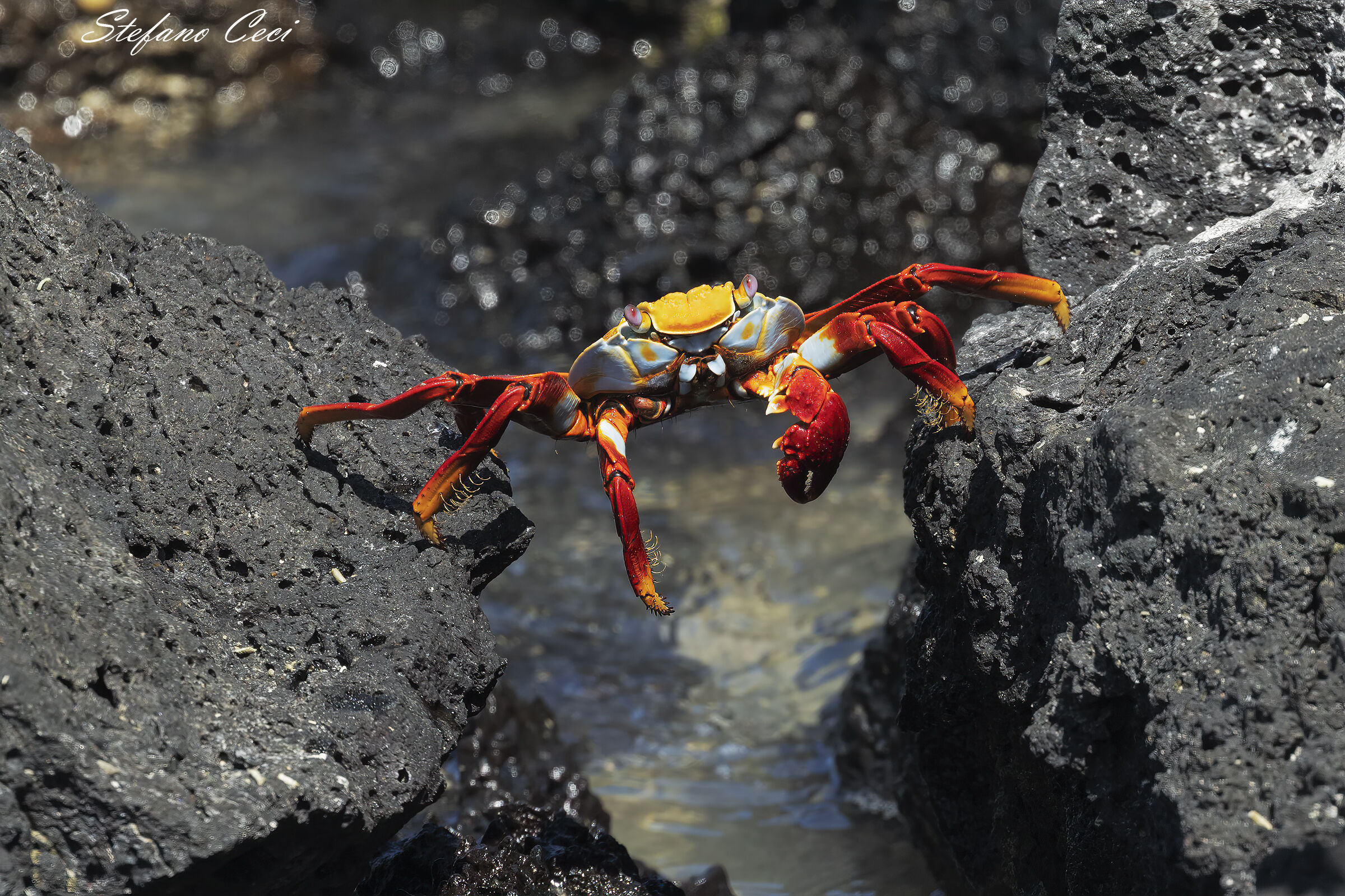 Red Crab of the Rocks