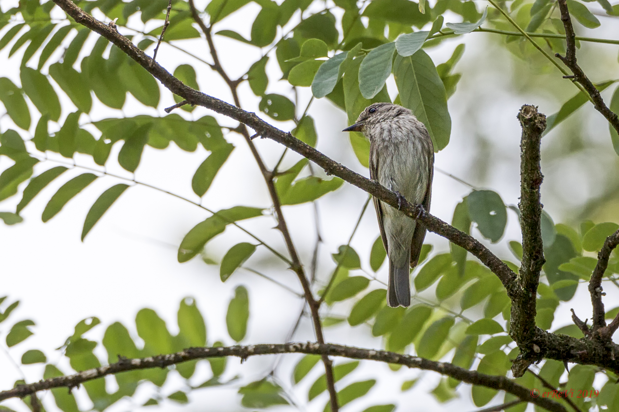 What is it, thank you...