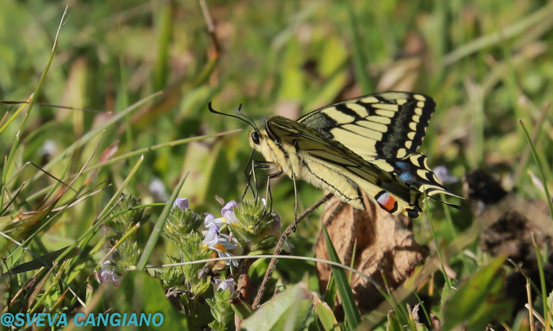 Swallowtail