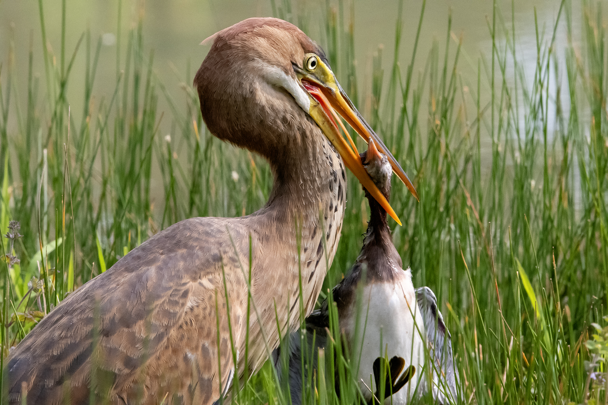 La natura a volte è crudele