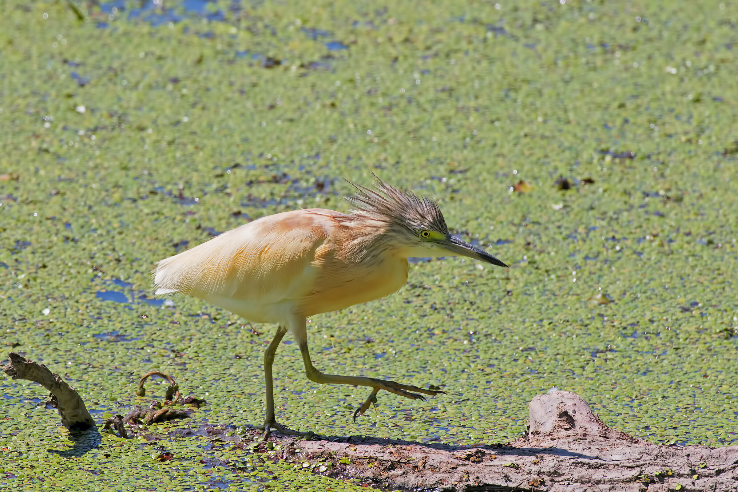 Felpato Pass (Sgarza Ciuffetto)