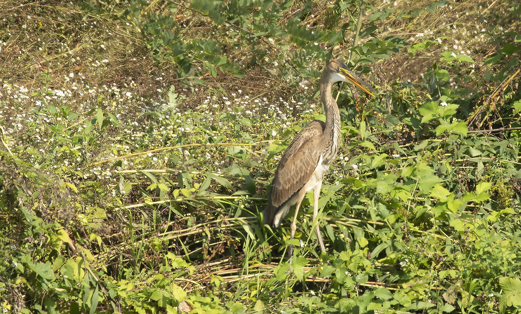 red heron