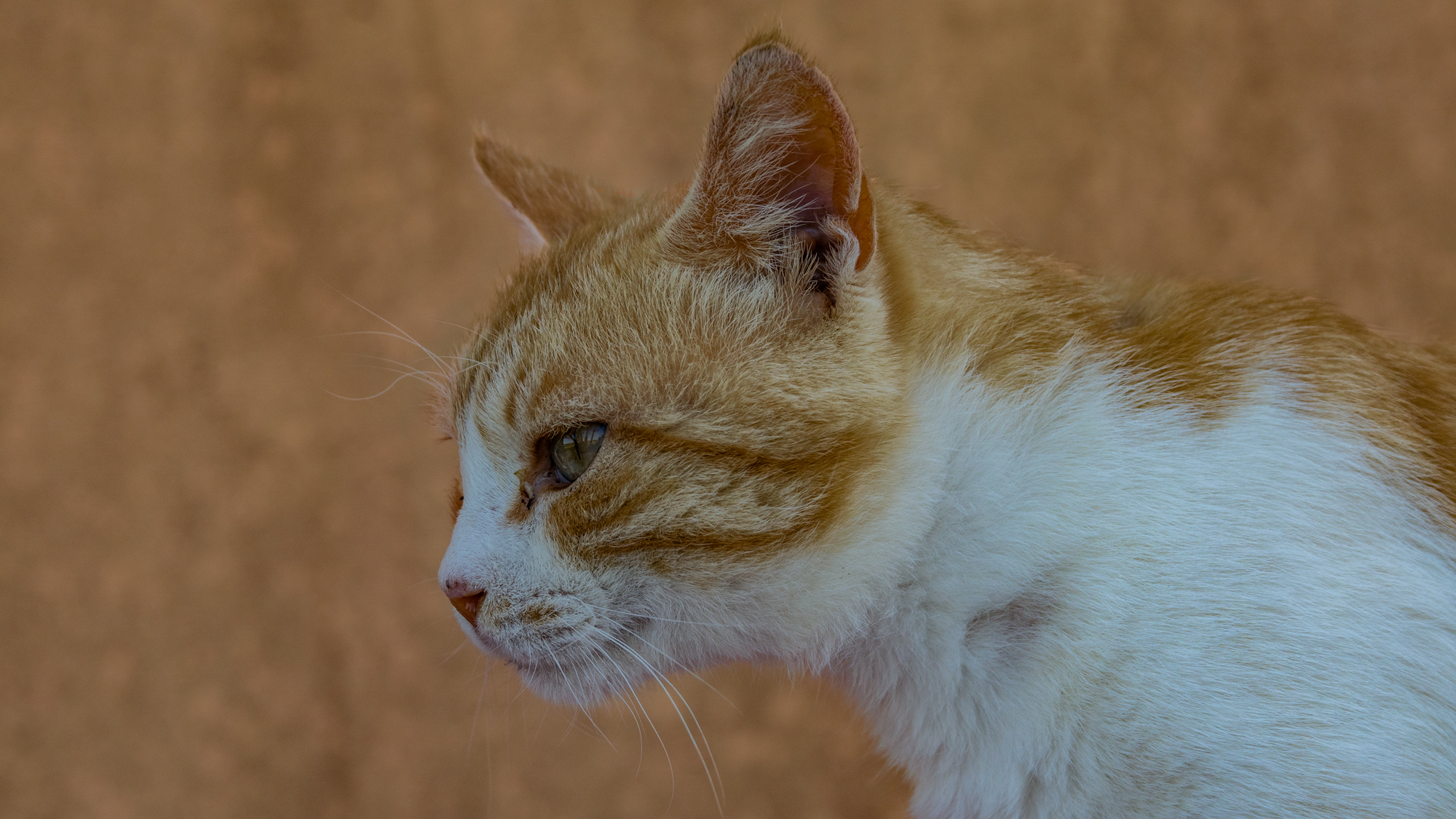 Watchful and proud look