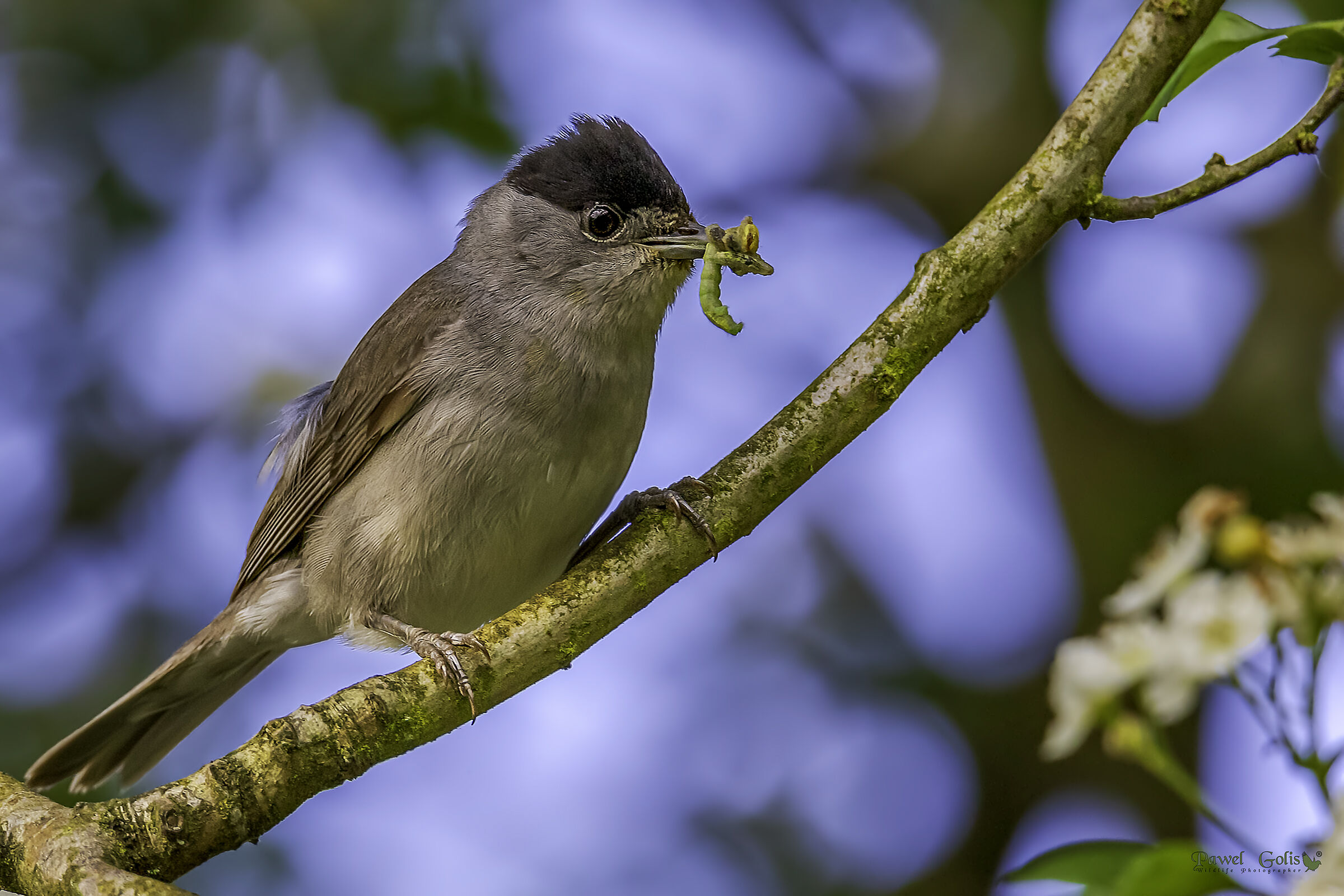 Berretto nero eurasiatico (Sylvia atricapilla)