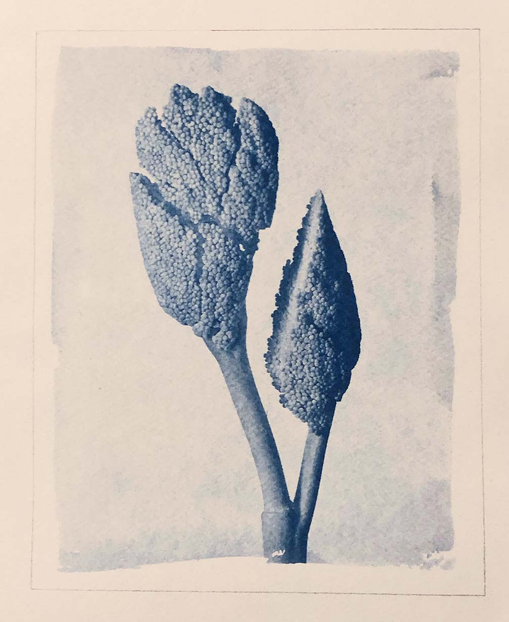 Karl Blossfeldt Omage - Cianografia su carta 100% coton