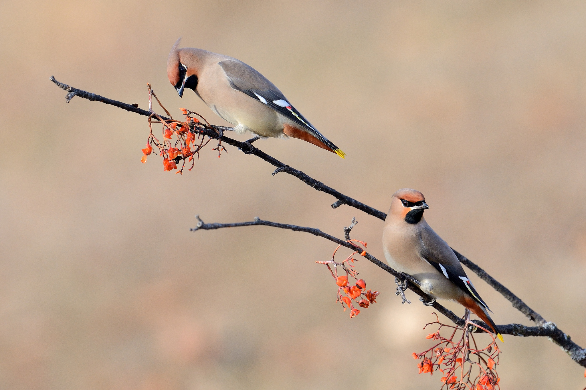 waxwings