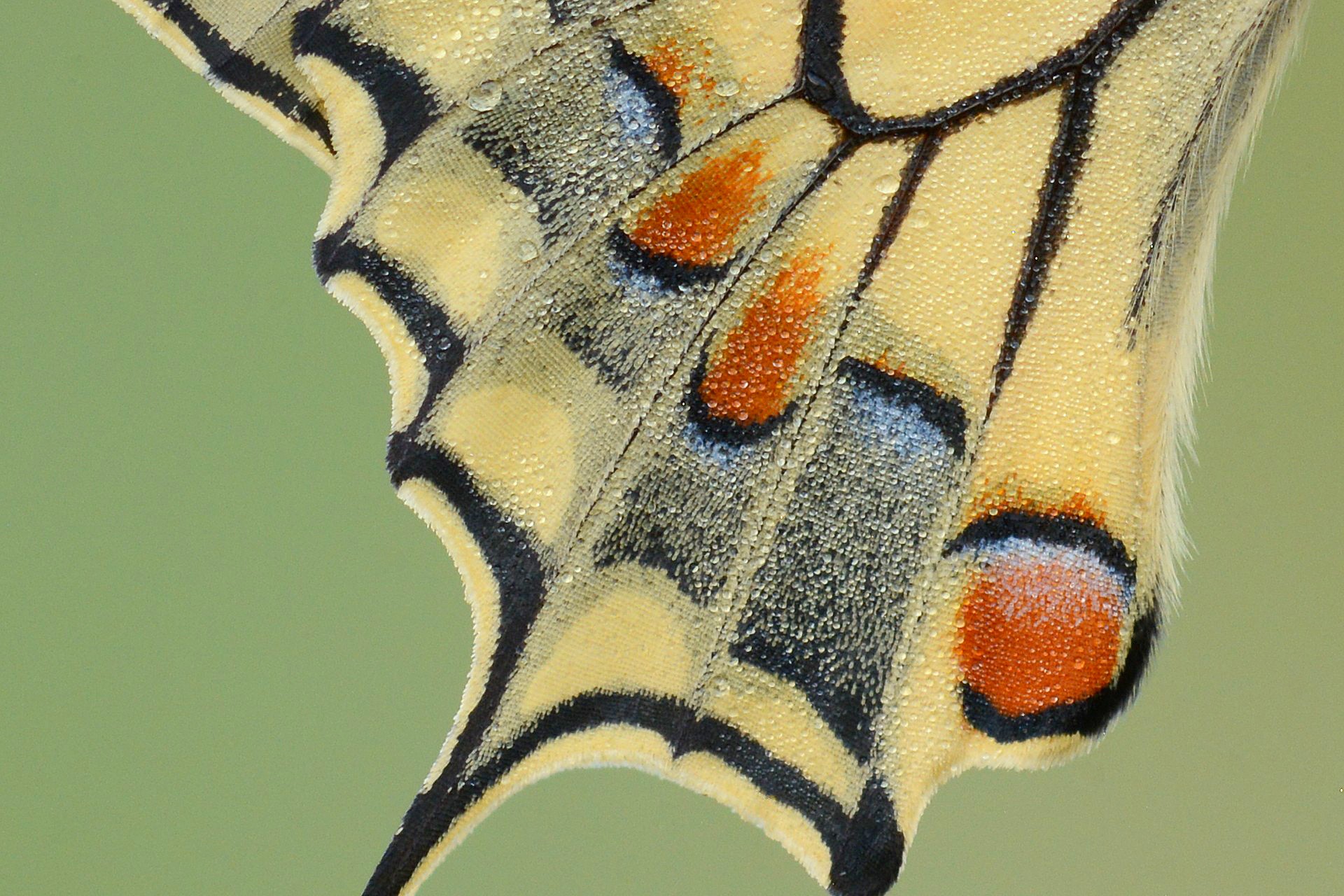 The colors of the macaone